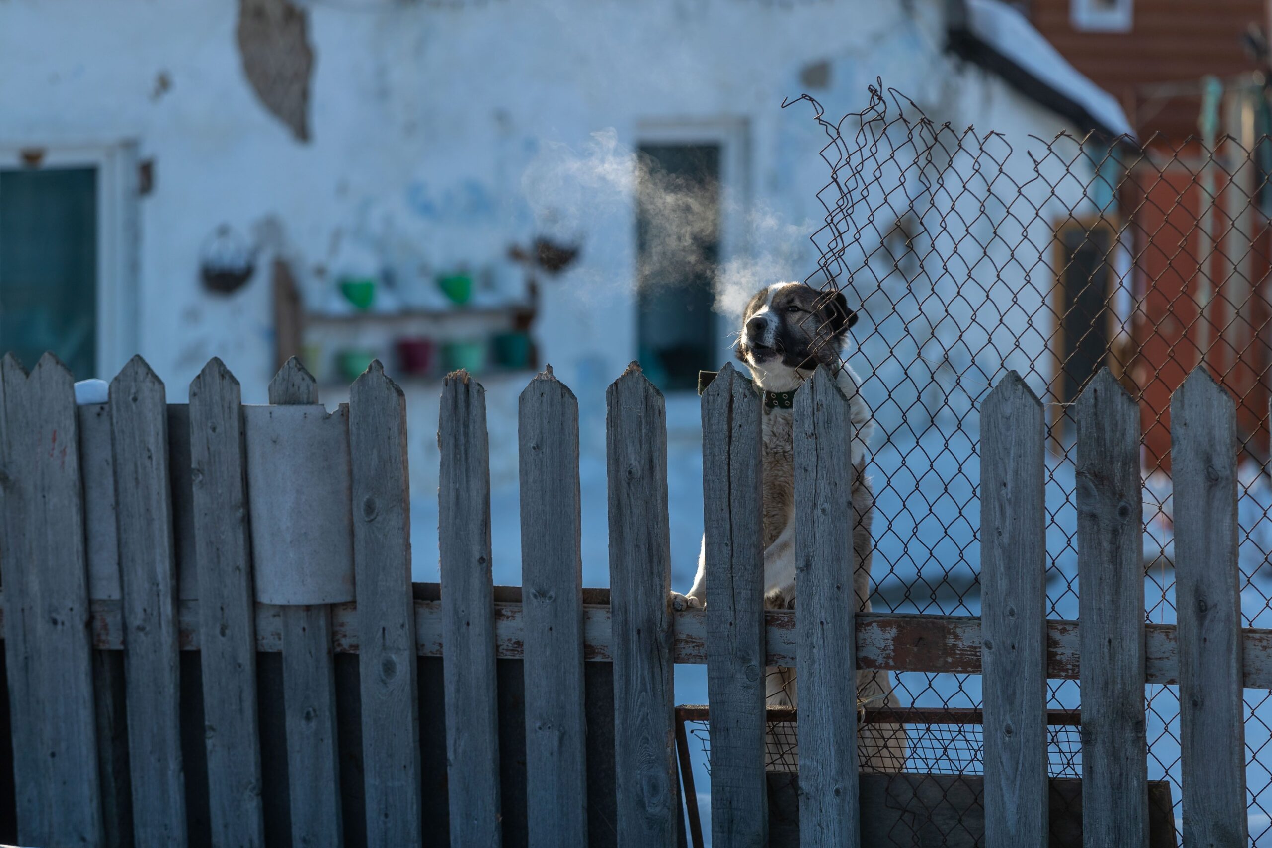 Dog standing behind a secure gate within a fence boundary