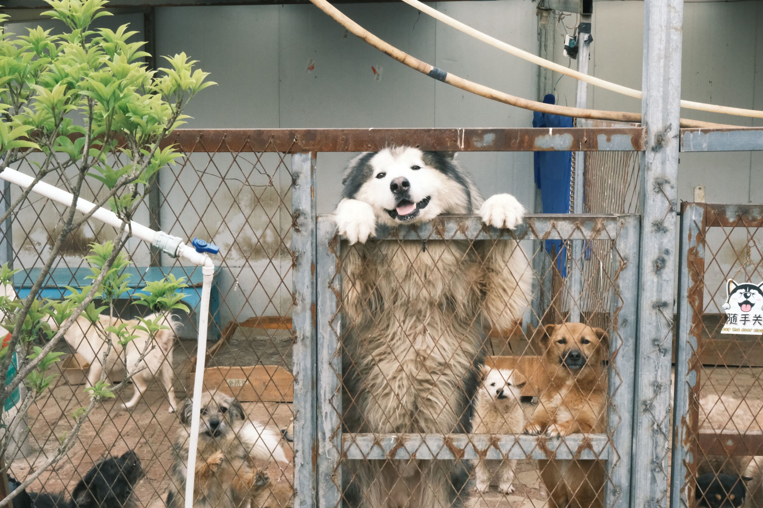 Dogs inside chain link kennel fencing