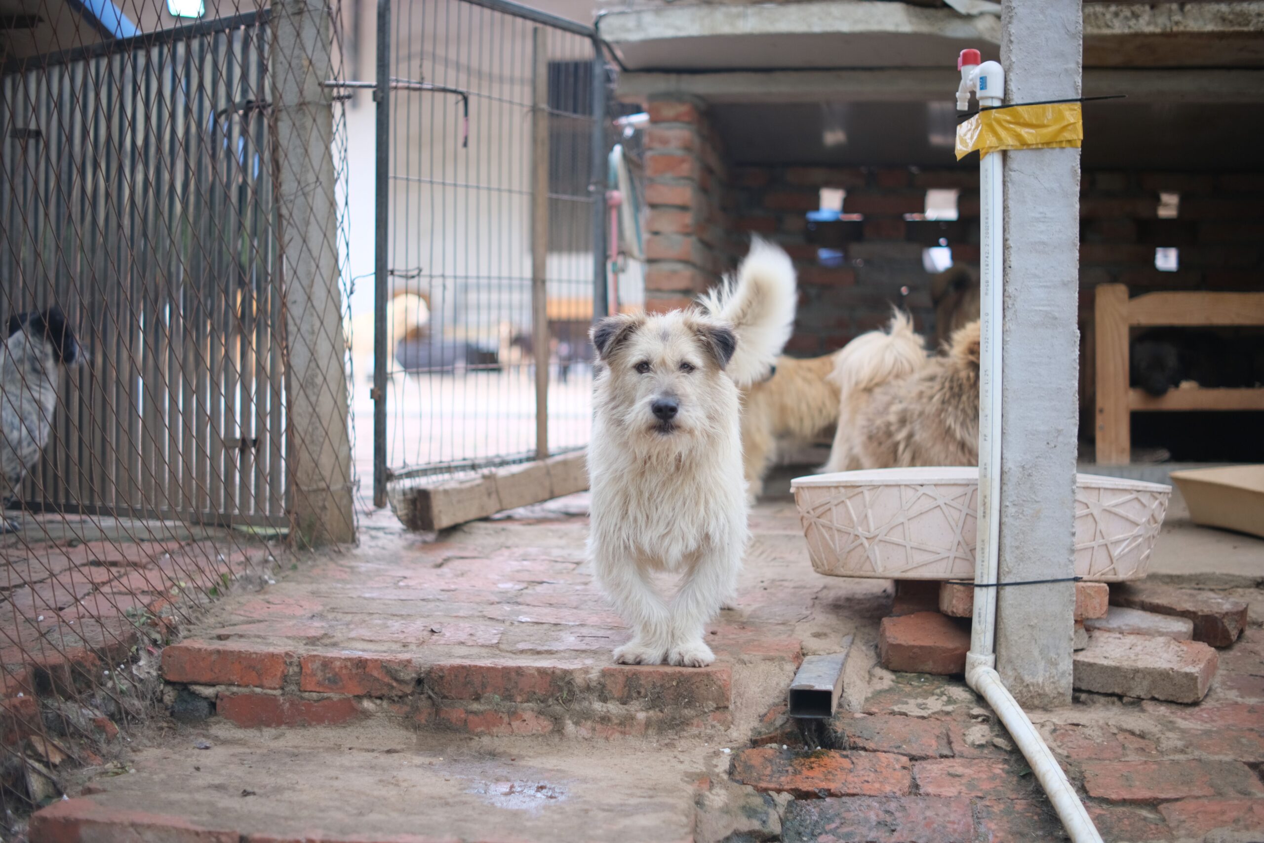 Dog inside a kennel with secure fencing protection