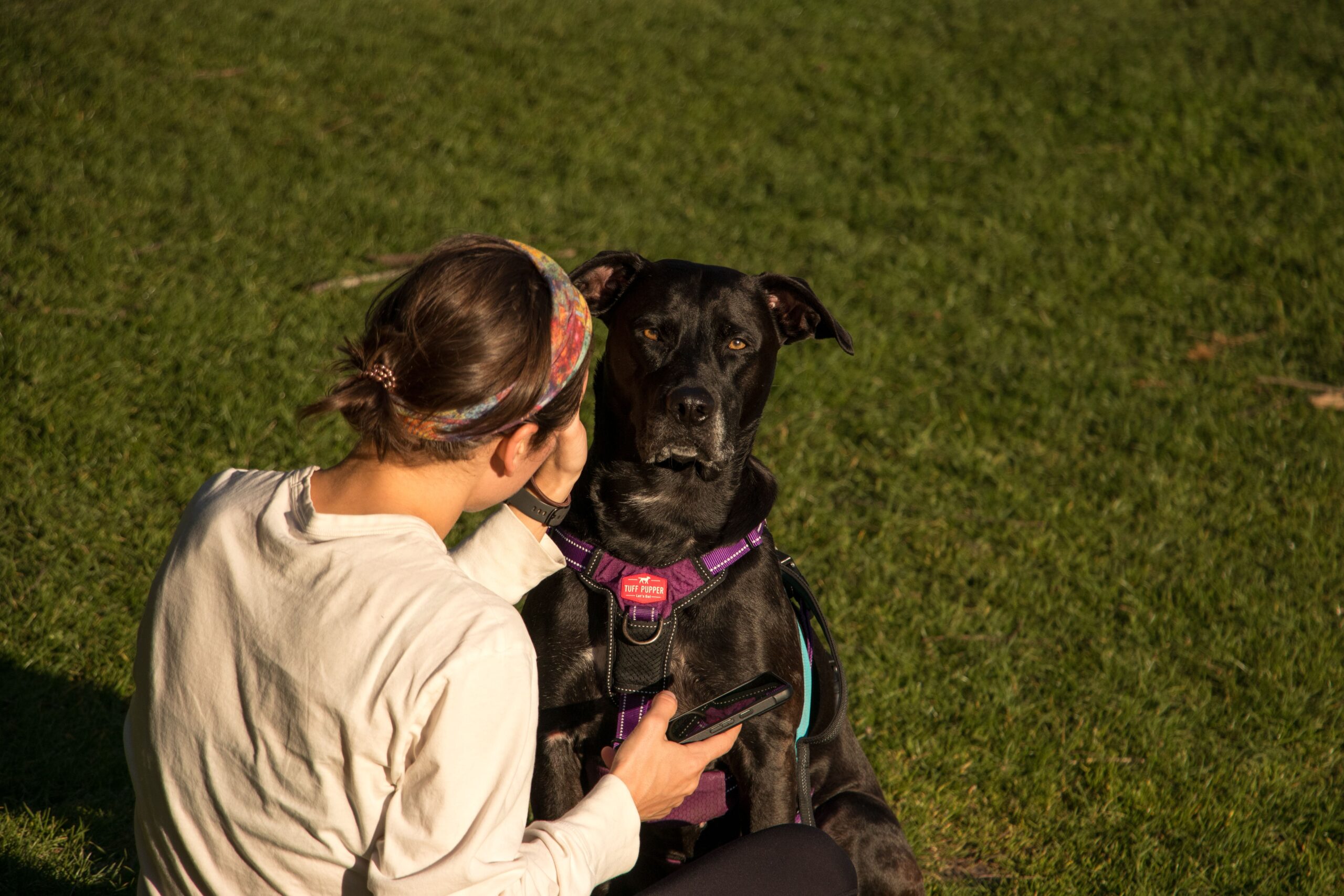 Owner training a black dog near an invisible fence boundary