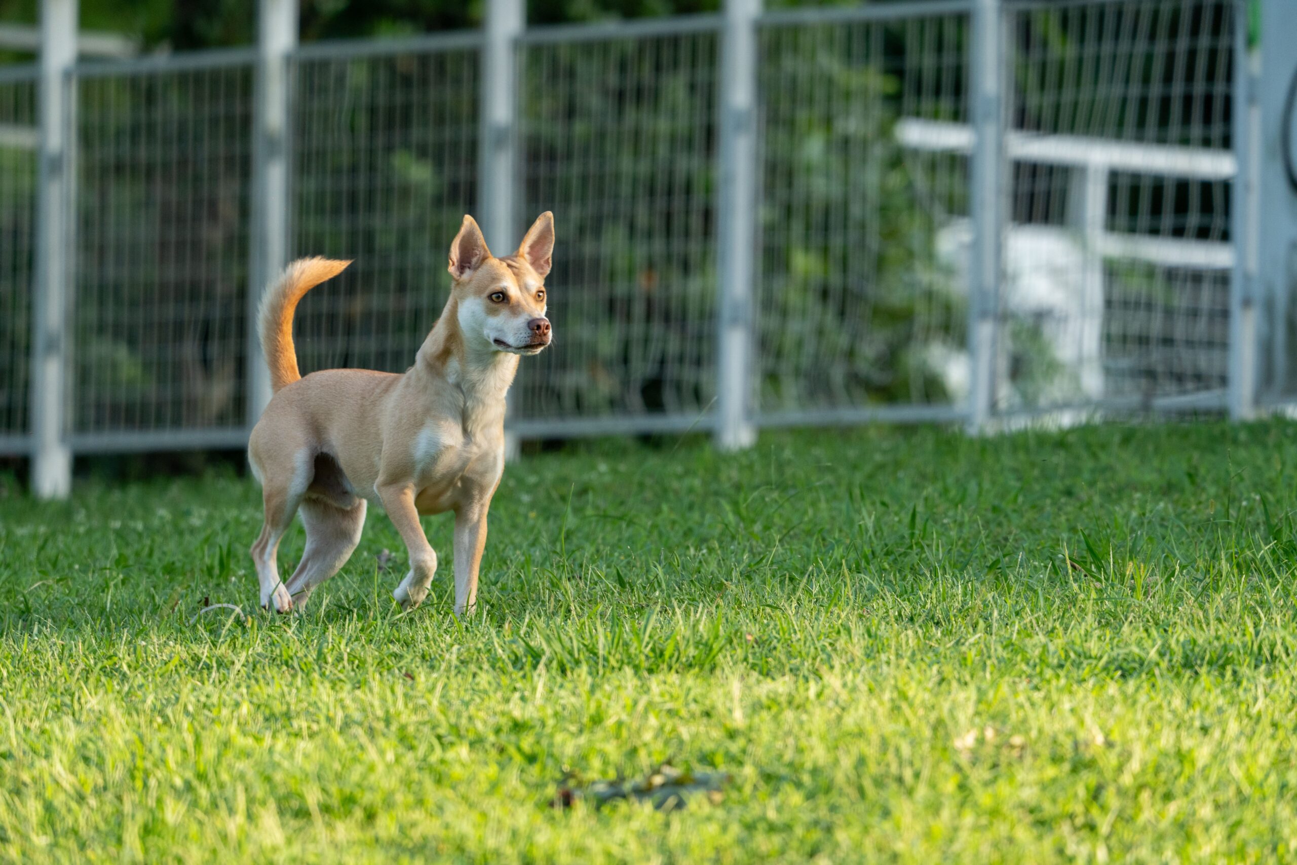 Dog inside a fenced outdoor area