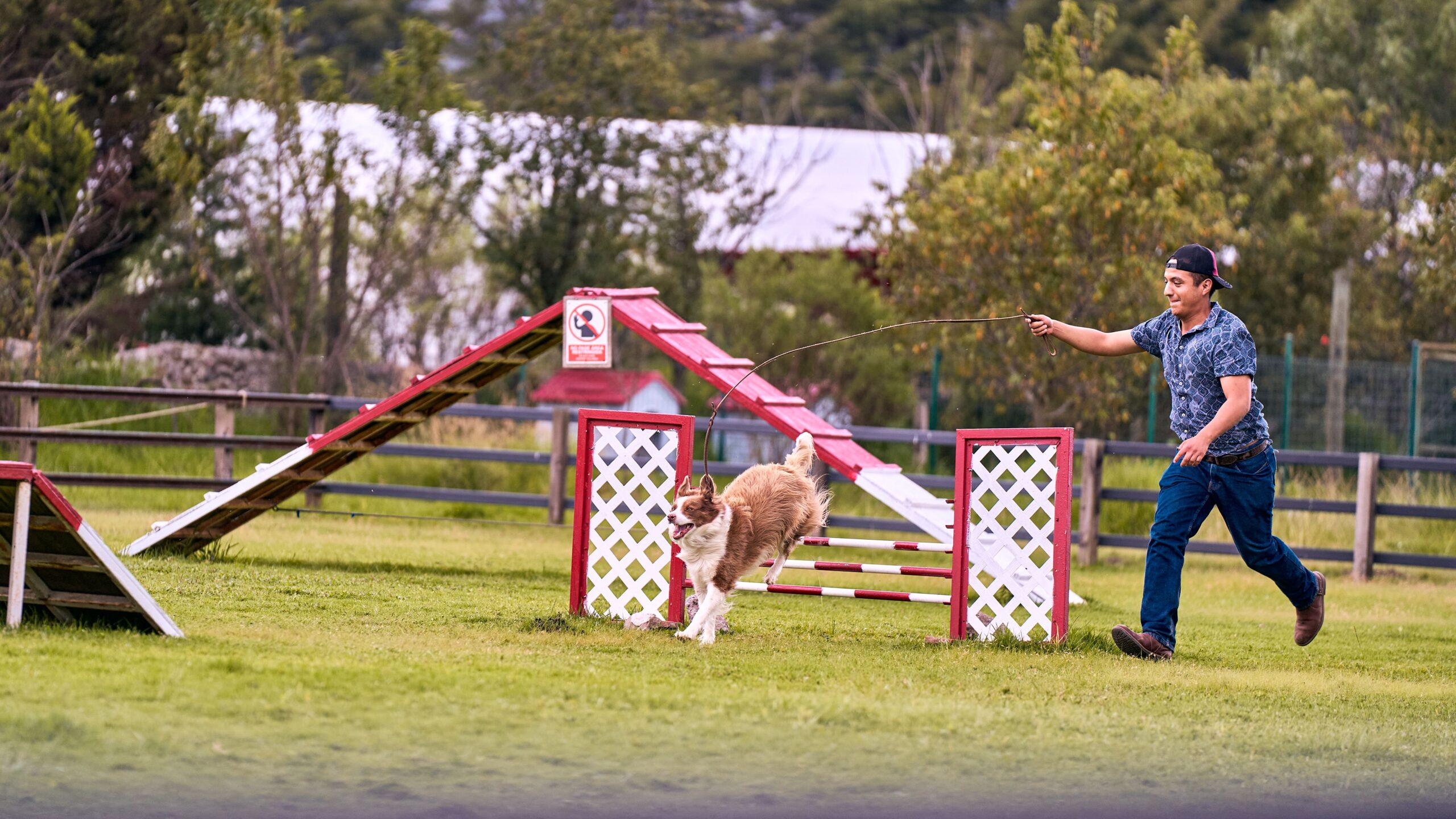 Dog agility course enclosed by fencing