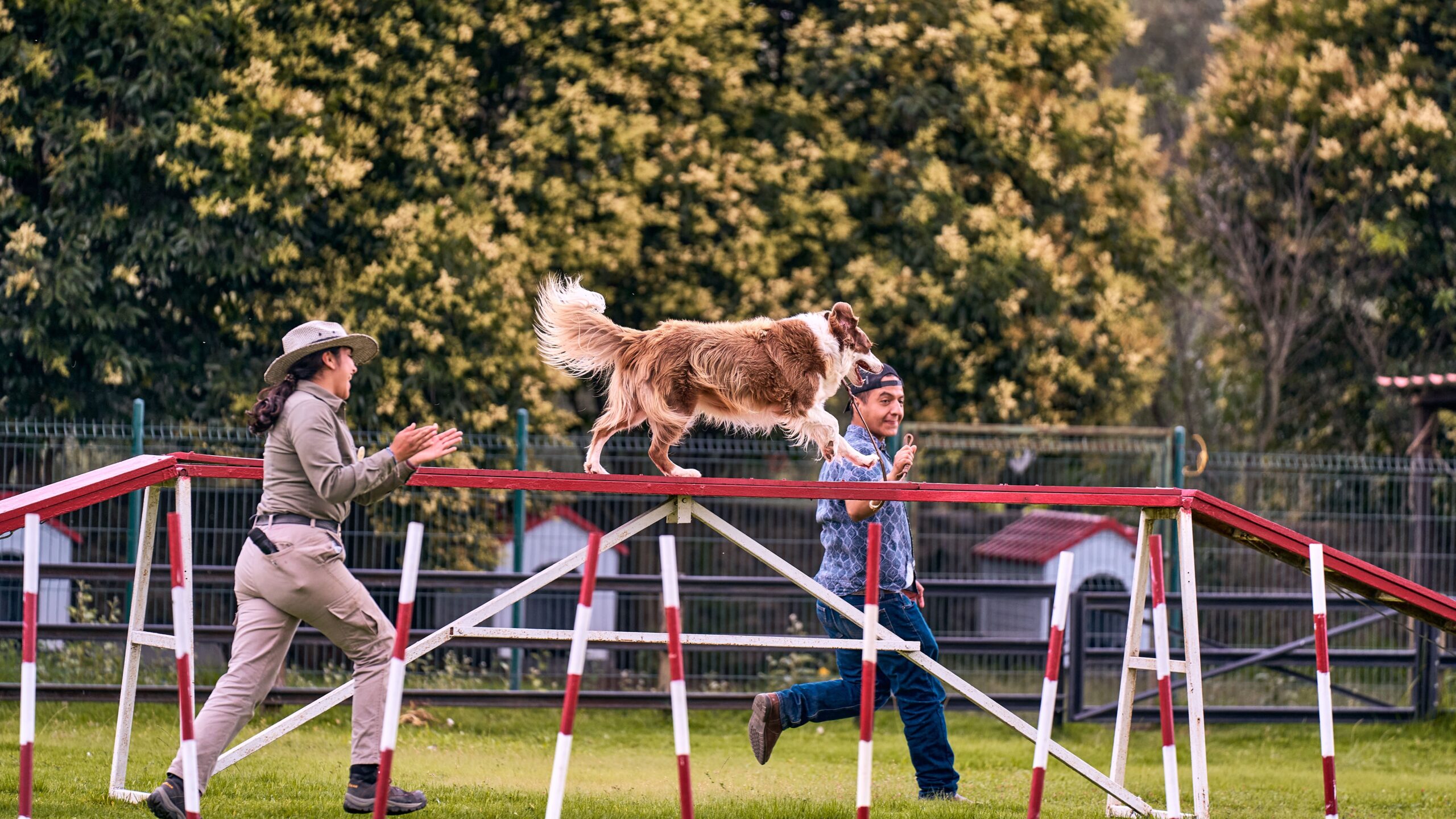 Dog participating in agility training within a secure area