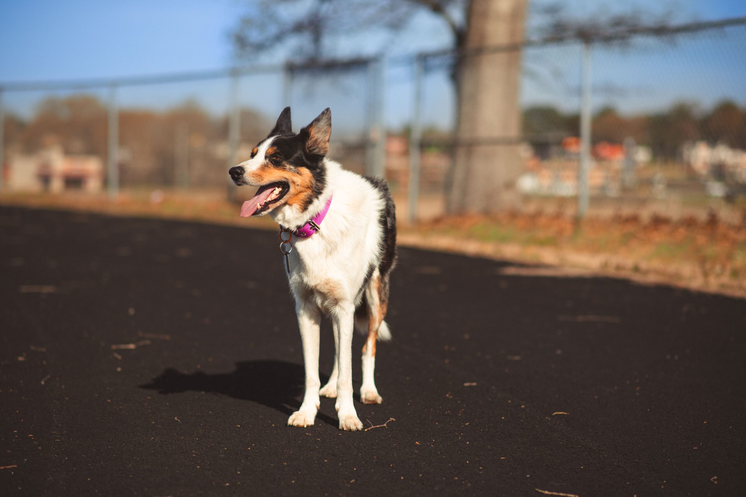 Dog standing inside a secure pet containment area