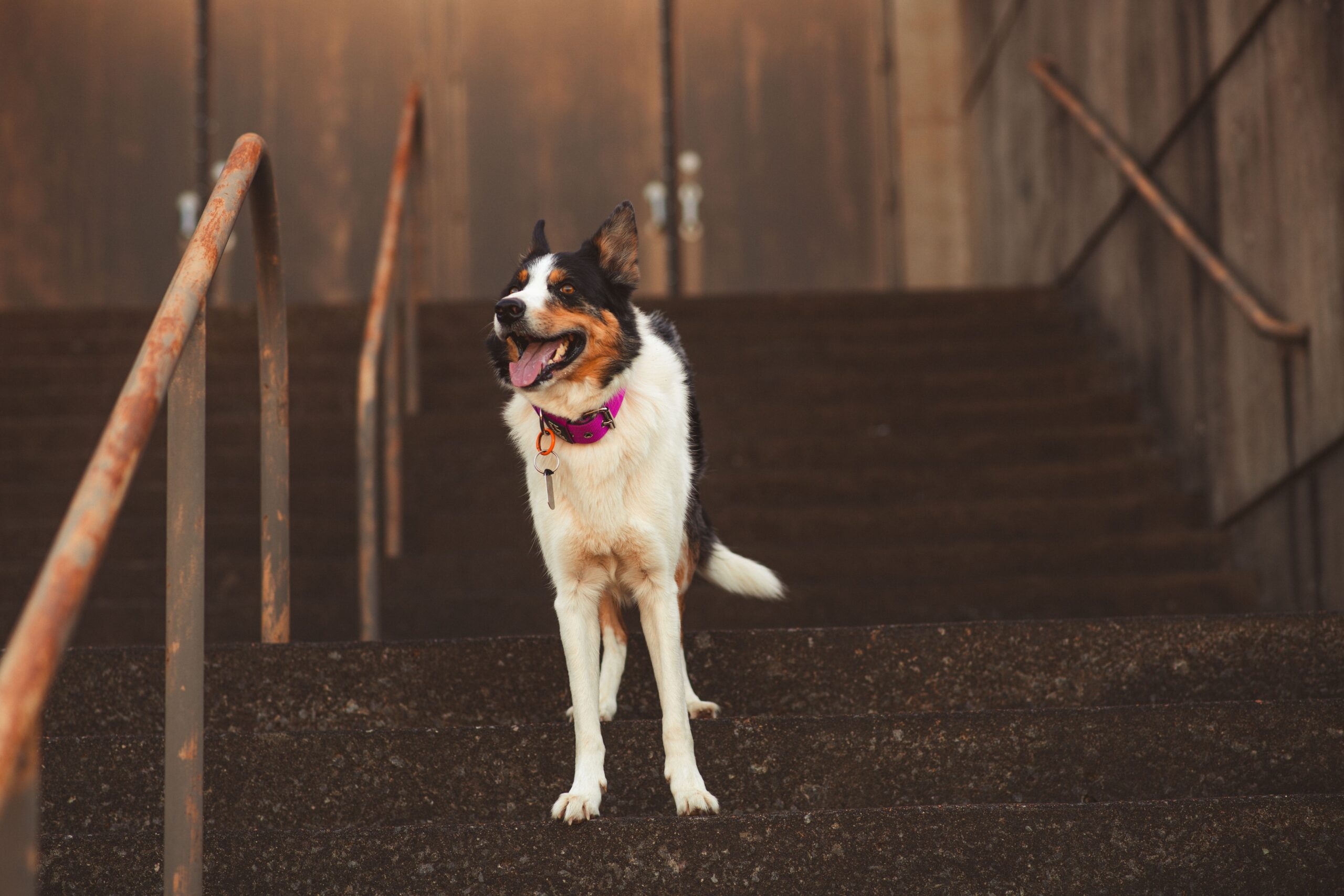 Dog remaining within trained underground fence boundaries