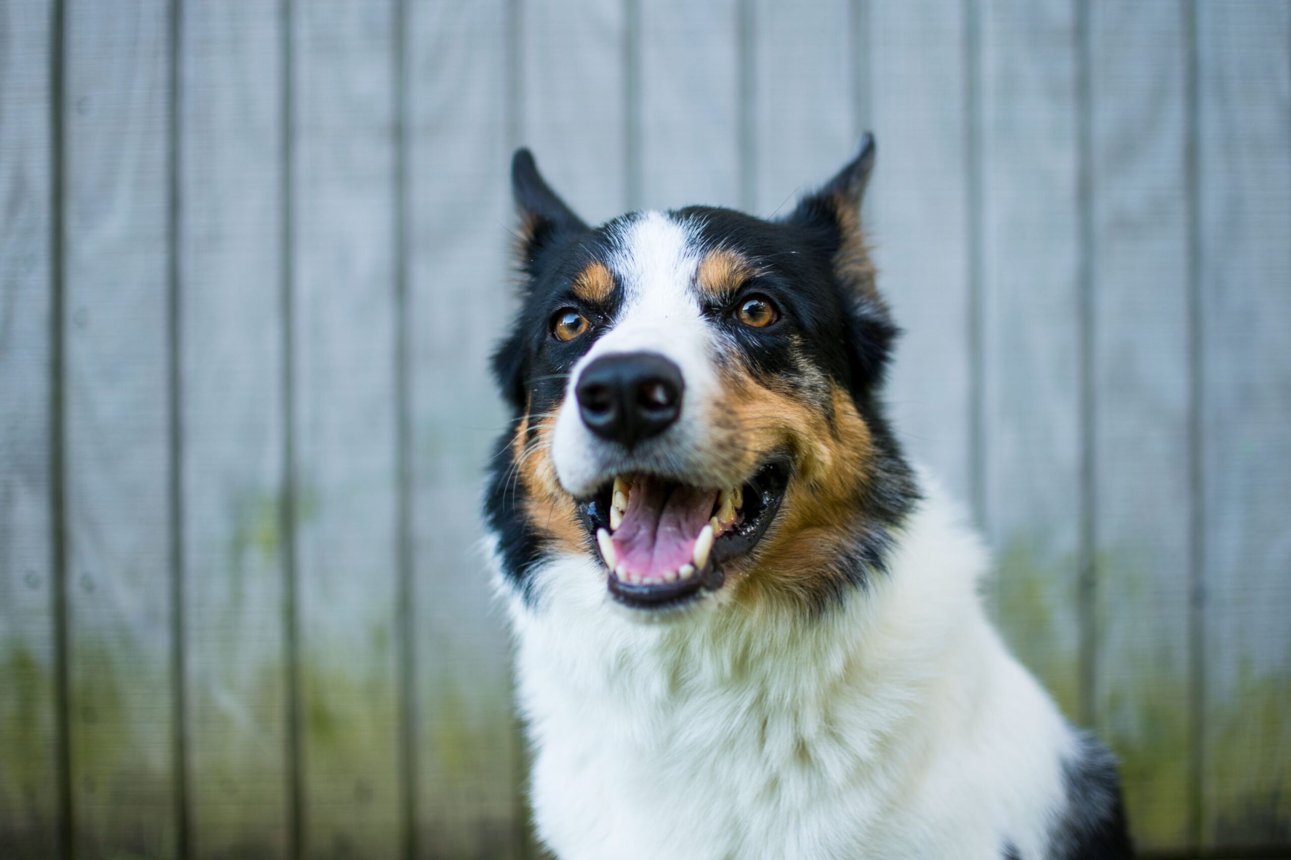 Happy dog secured by an underground dog fence