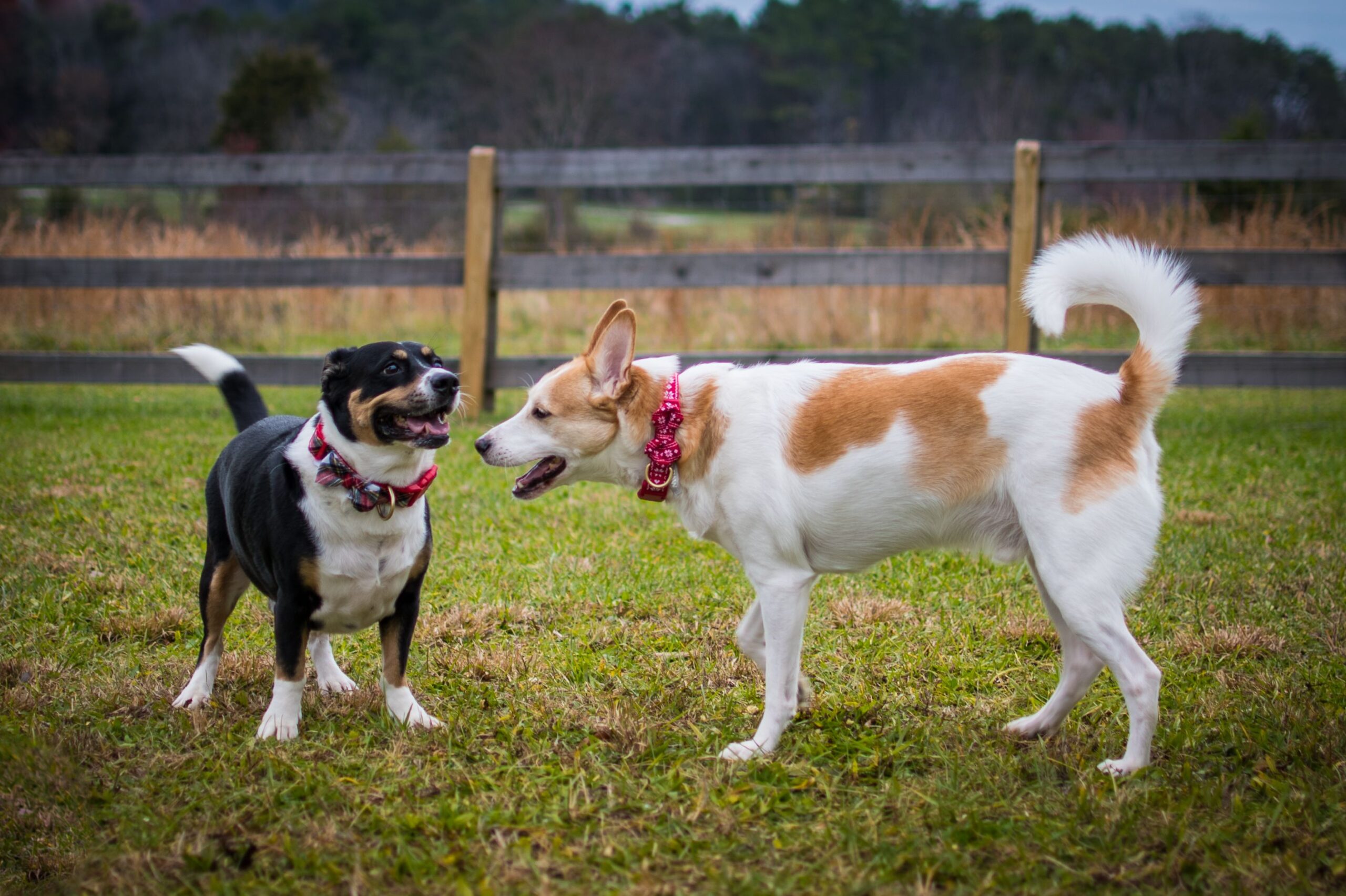 Multiple dogs playing within an underground pet fence area