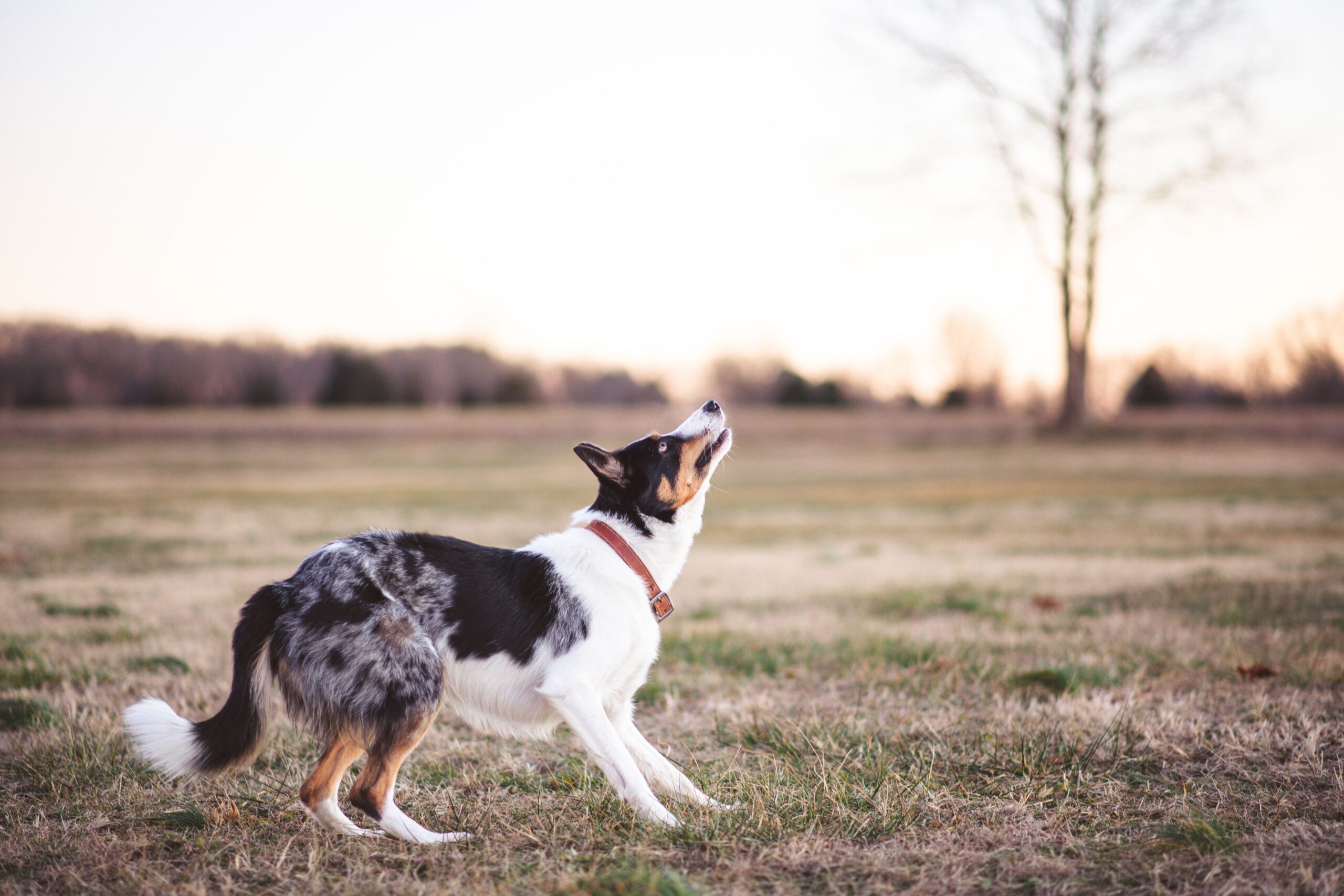 Dog safely contained within a hidden pet fence system
