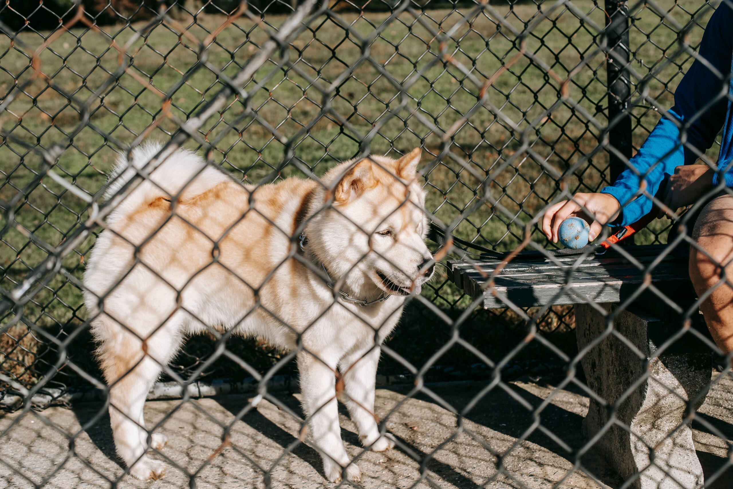 Dog behind a chain link fence enclosure