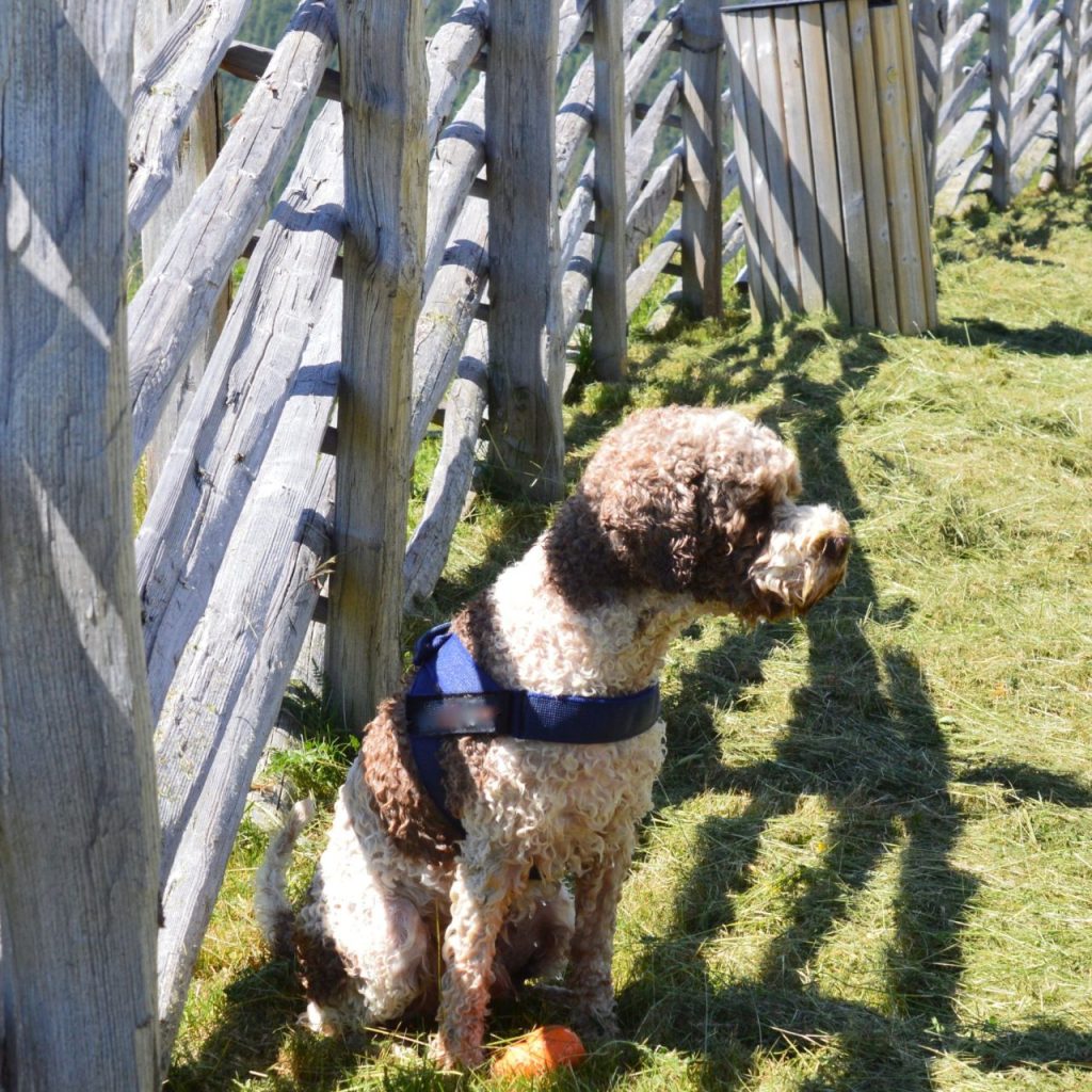 Small dog walking beside a secure fence line