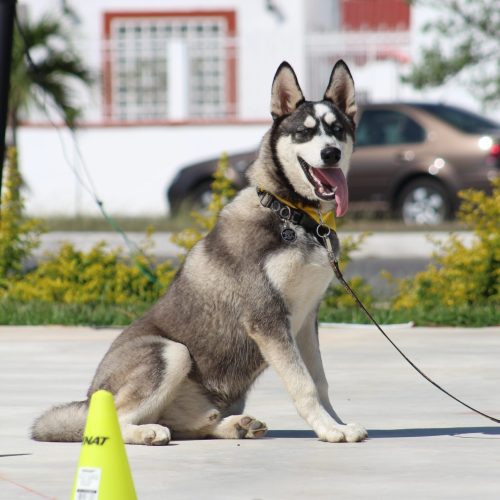 Bloomfield Hills Pet Dog Training for Boundary and Under Fence