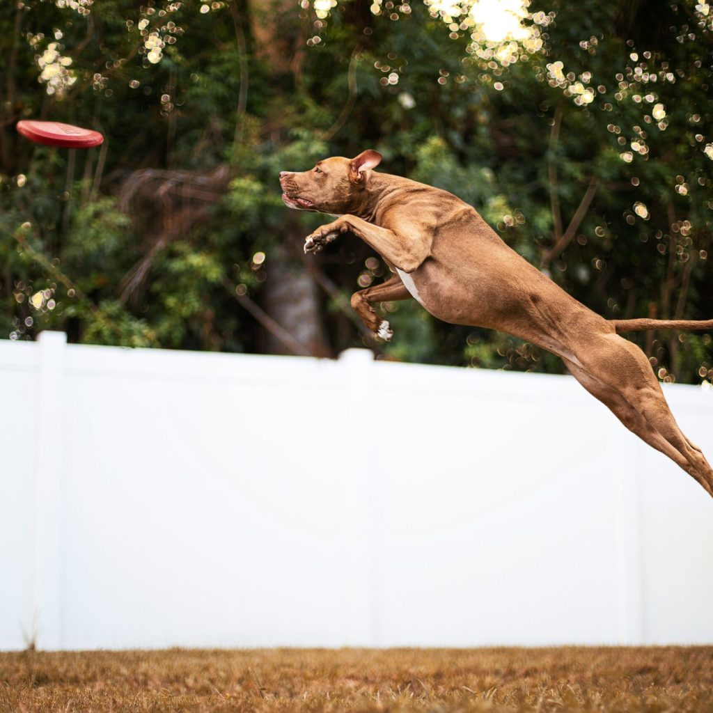 Dog Fence Training for Highland Charter Township, MI