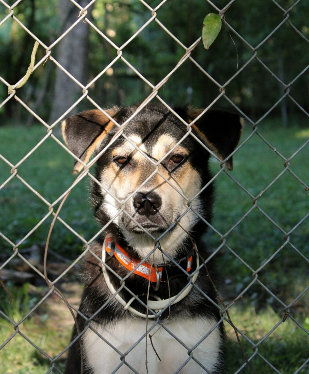 Dog standing near a hidden pet fence boundary