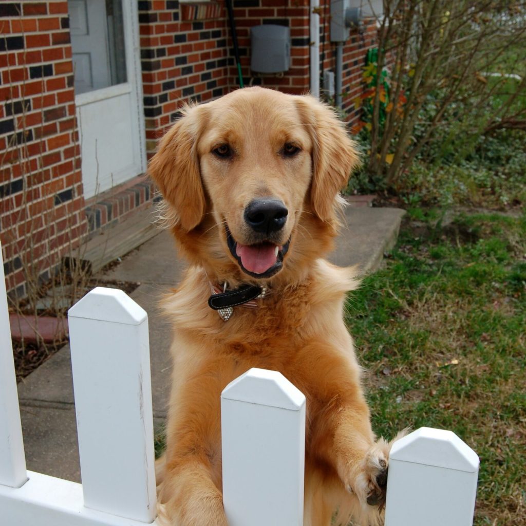 Golden Retriever standing near a white fence