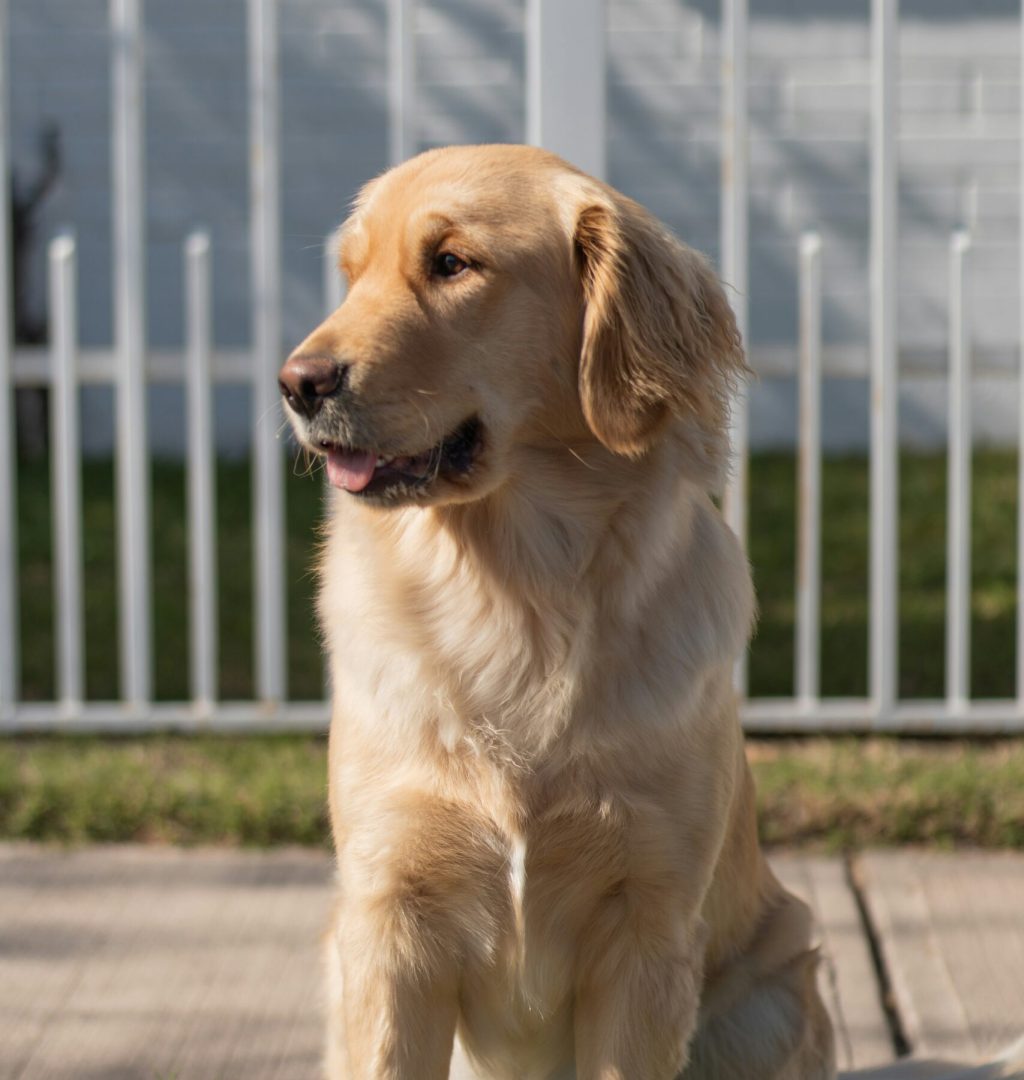 Golden Retriever inside a pet containment system