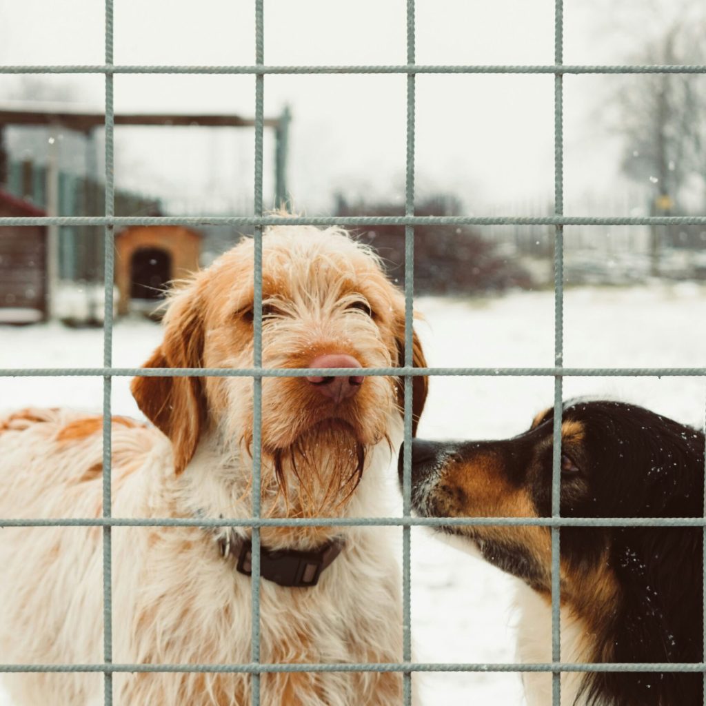 Why Homeowners Choose an Underground Dog Fence In Highland, MI