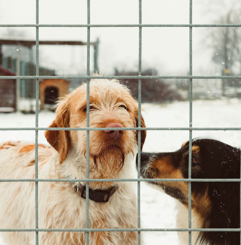 Dog behind fence in a secure containment area