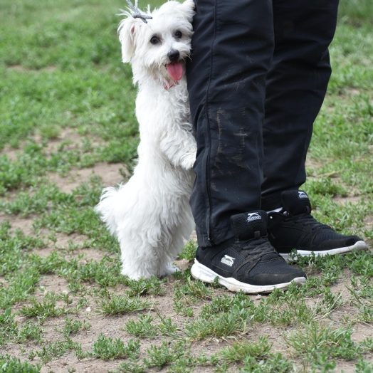 Pet Dog Training in Dexter, MI