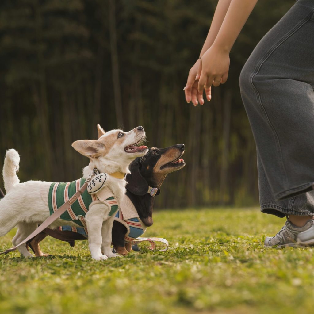 Dog Fence Training in Highland, MI