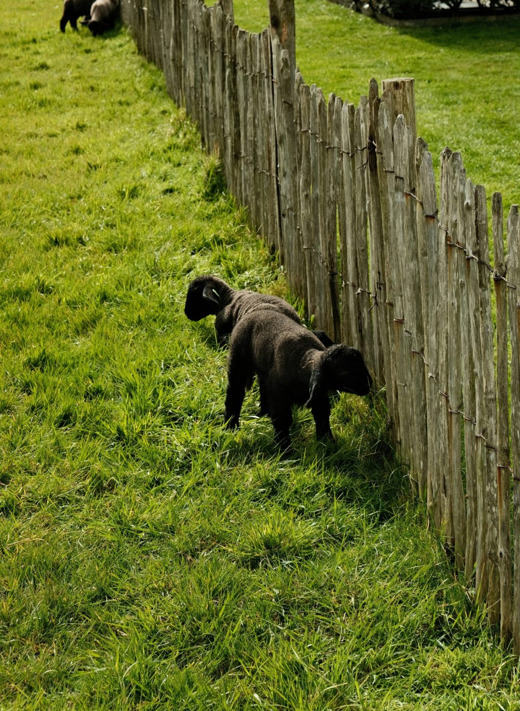 Invisible Fence Repair in Commerce Charter Township, MI