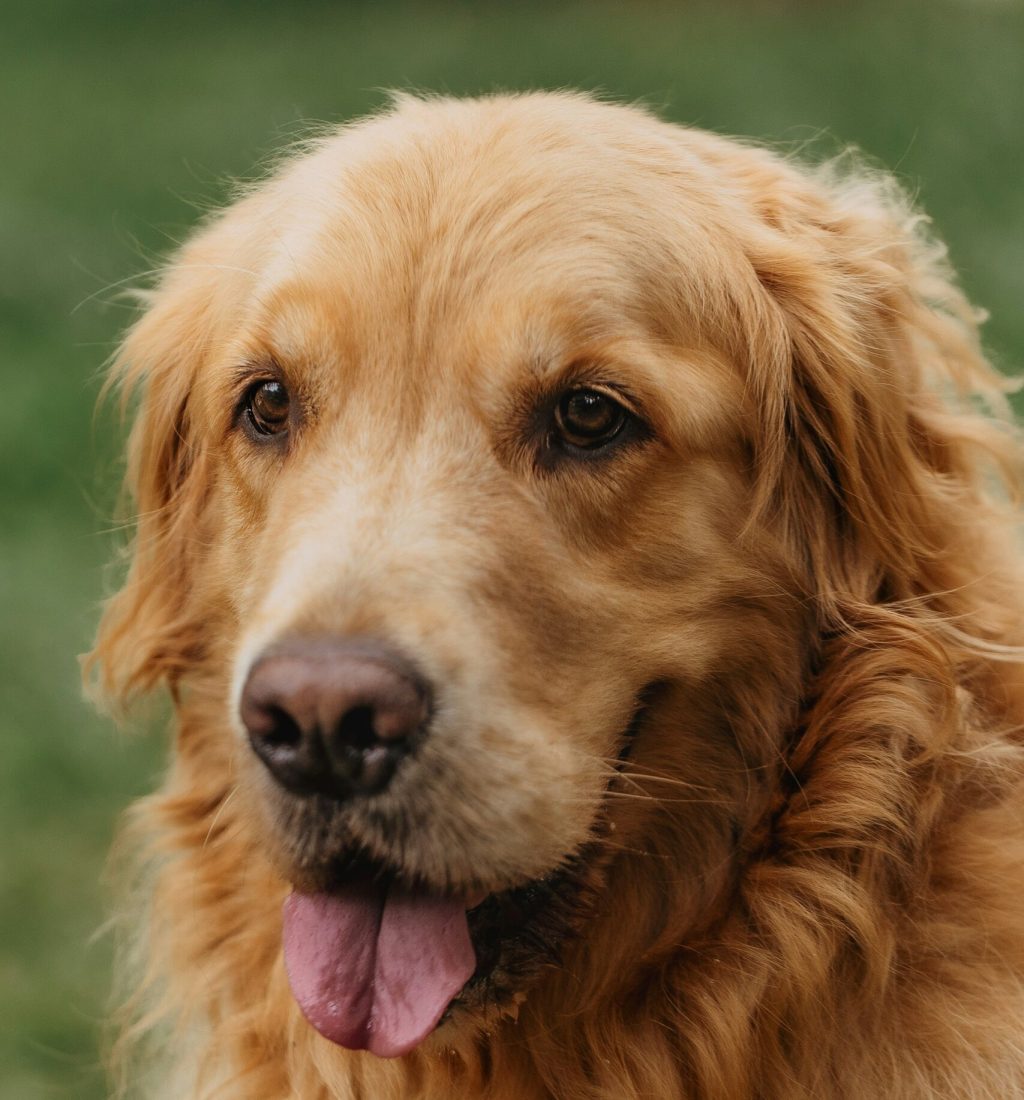 WhyHomeowners Choose an Underground Dog Fence In Highland Charter Township, MI