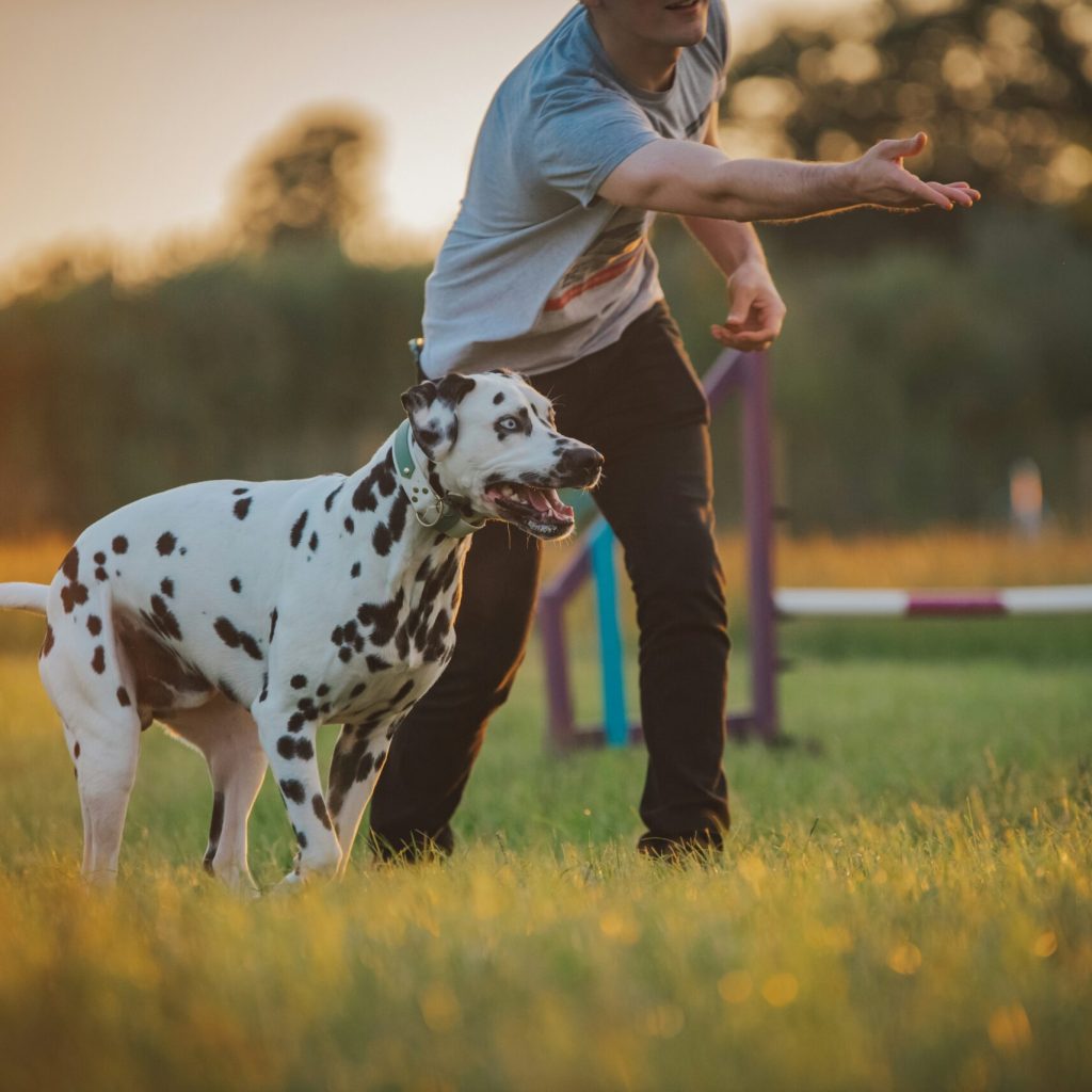 Dog Fence Training for Pets Farmington Hills, MI