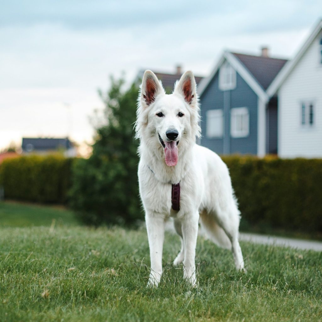 Why Linden, MI Homeowners Choose an Underground Dog Fence