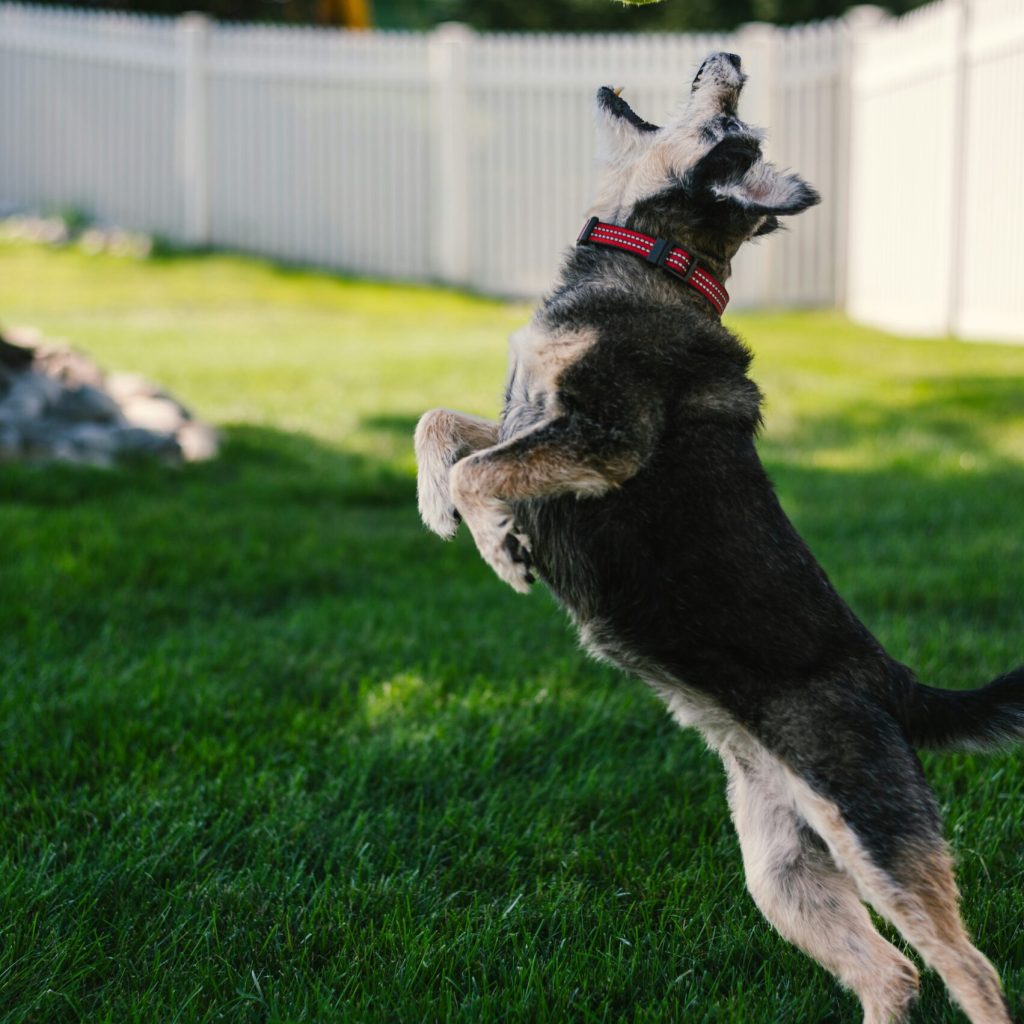 Dog Fence Training for Grand Blanc, MI