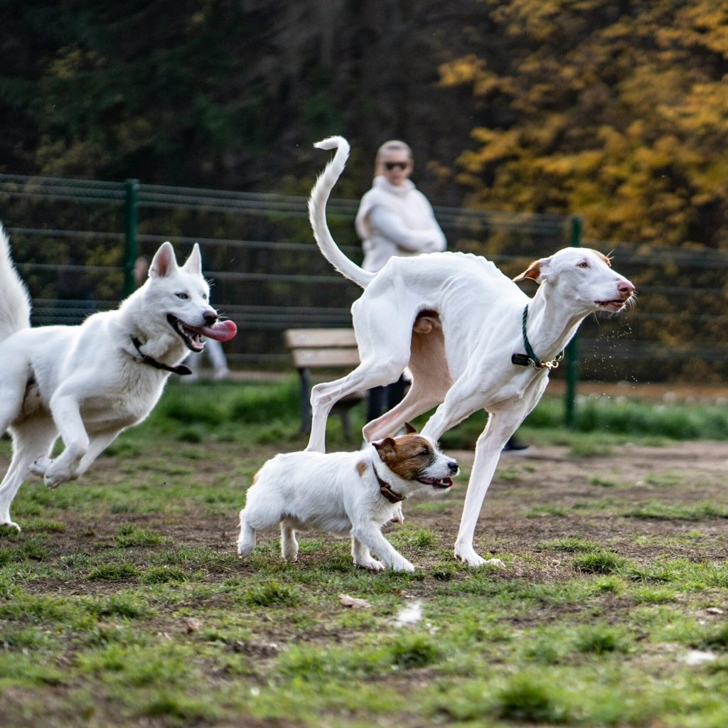 Dogs safely playing inside a hidden dog fence area
