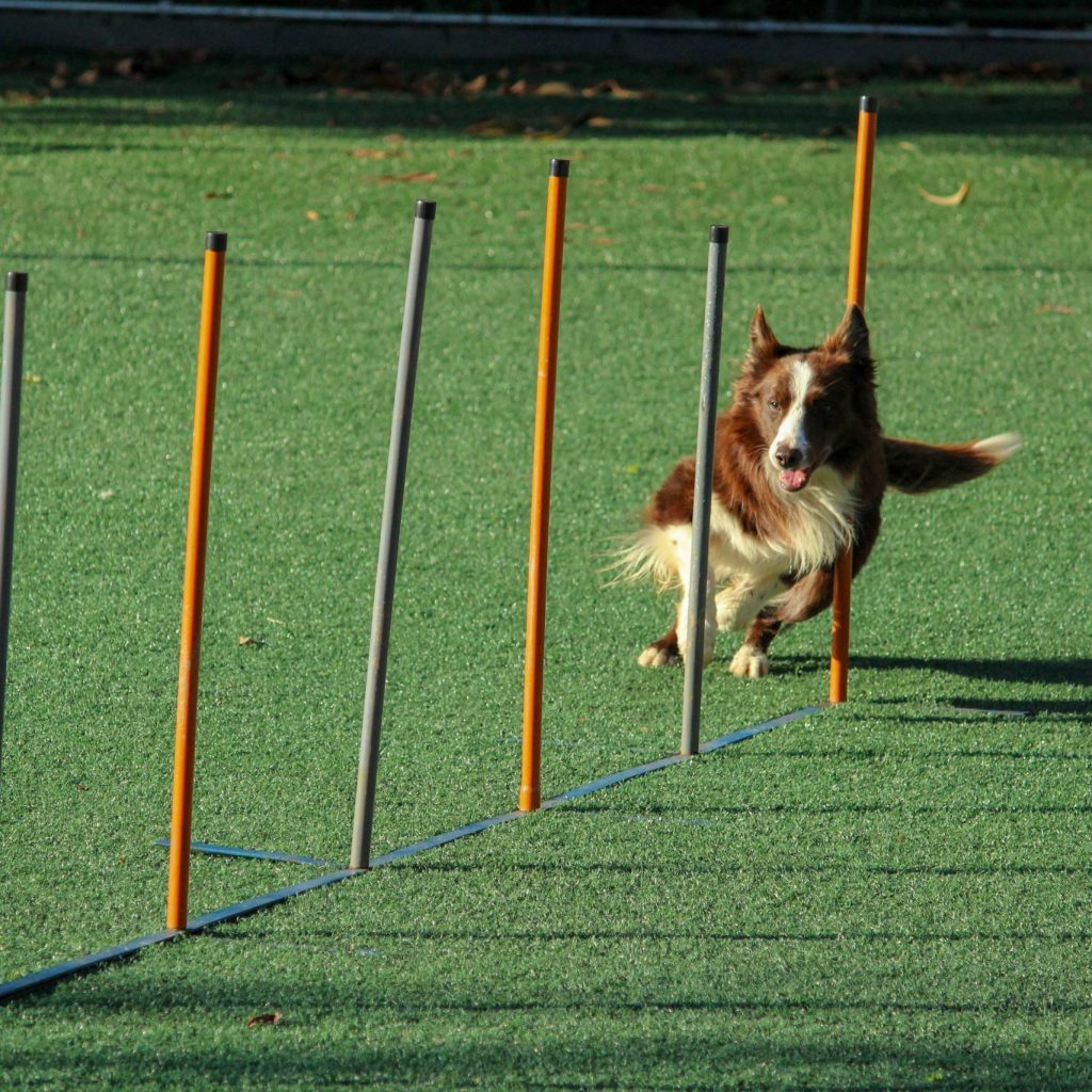 Dog navigating agility poles during fence training