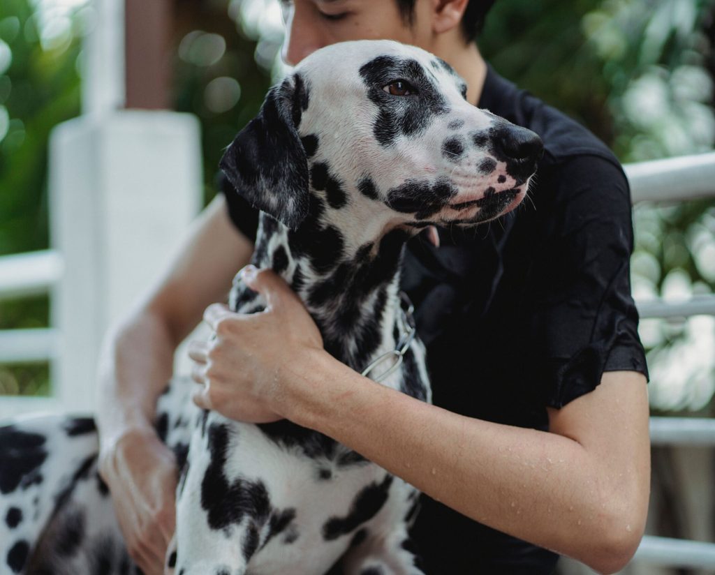 Dog owner holding a Dalmatian in a fenced yard