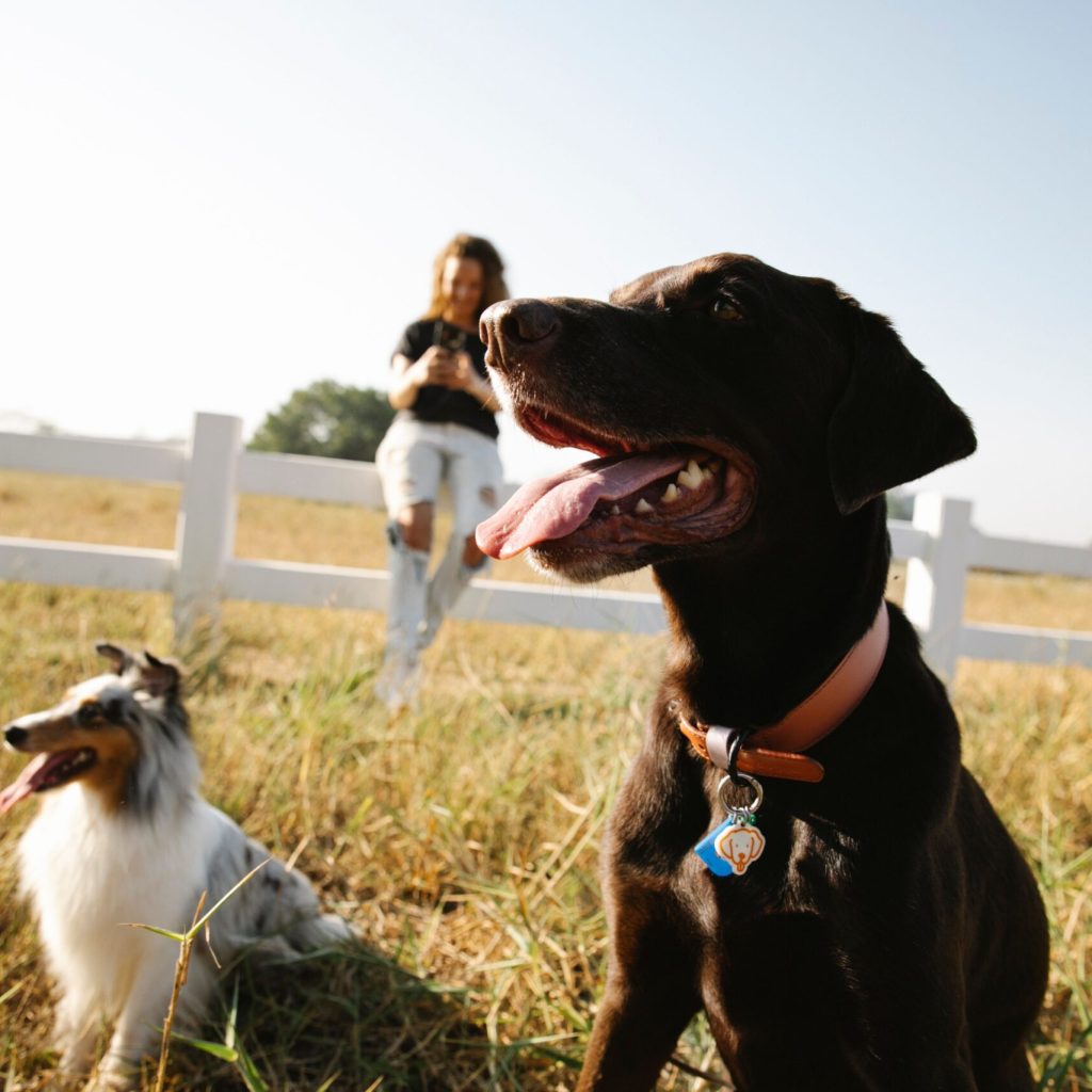 Dog sitting beside livestock fencing on a rural property
