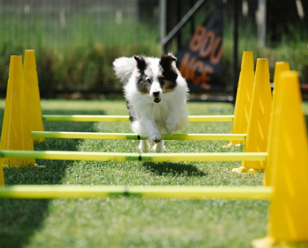 Dog completing agility training inside an underground dog fence area