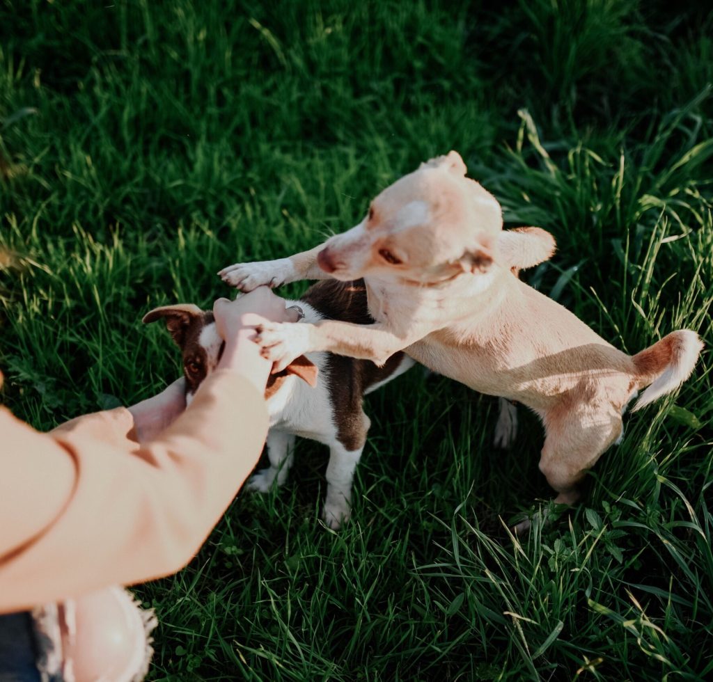 Dog owner rewarding a pet during fence training