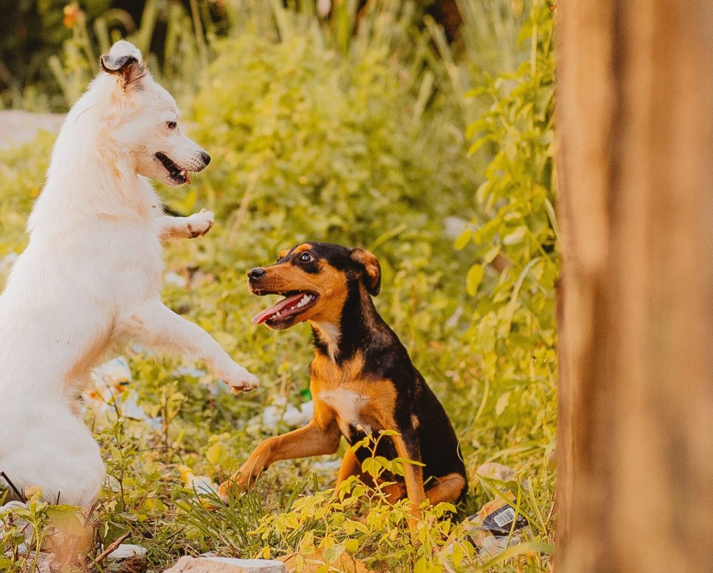 Dogs interacting safely inside hidden fence boundaries