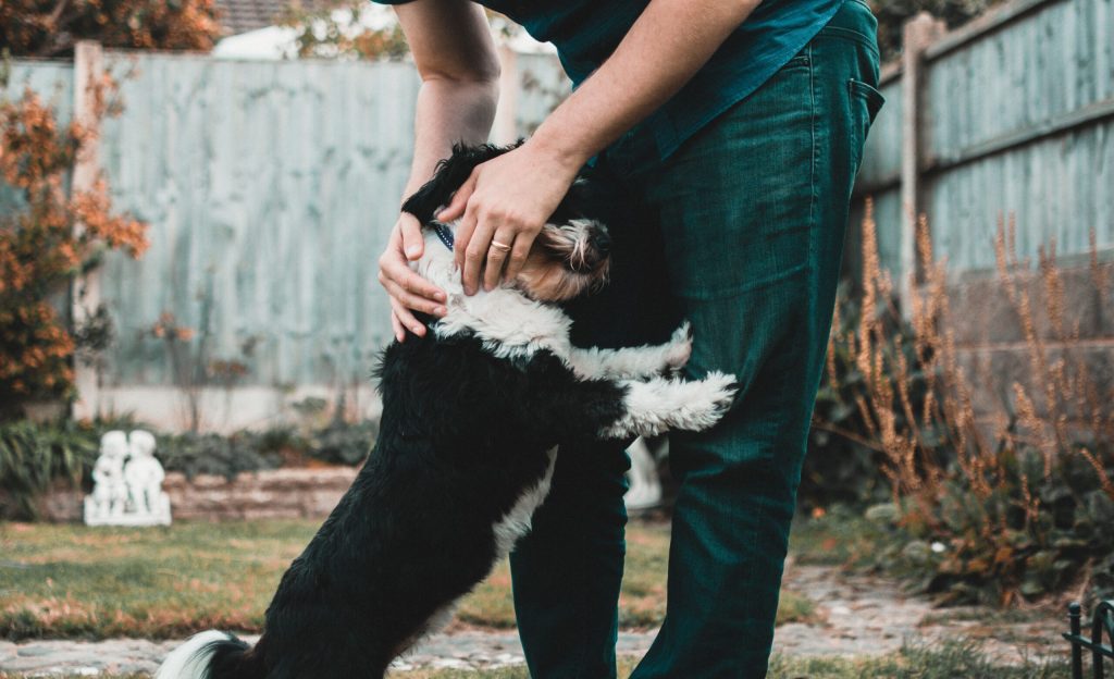Dog owner reinforcing electric dog fence training