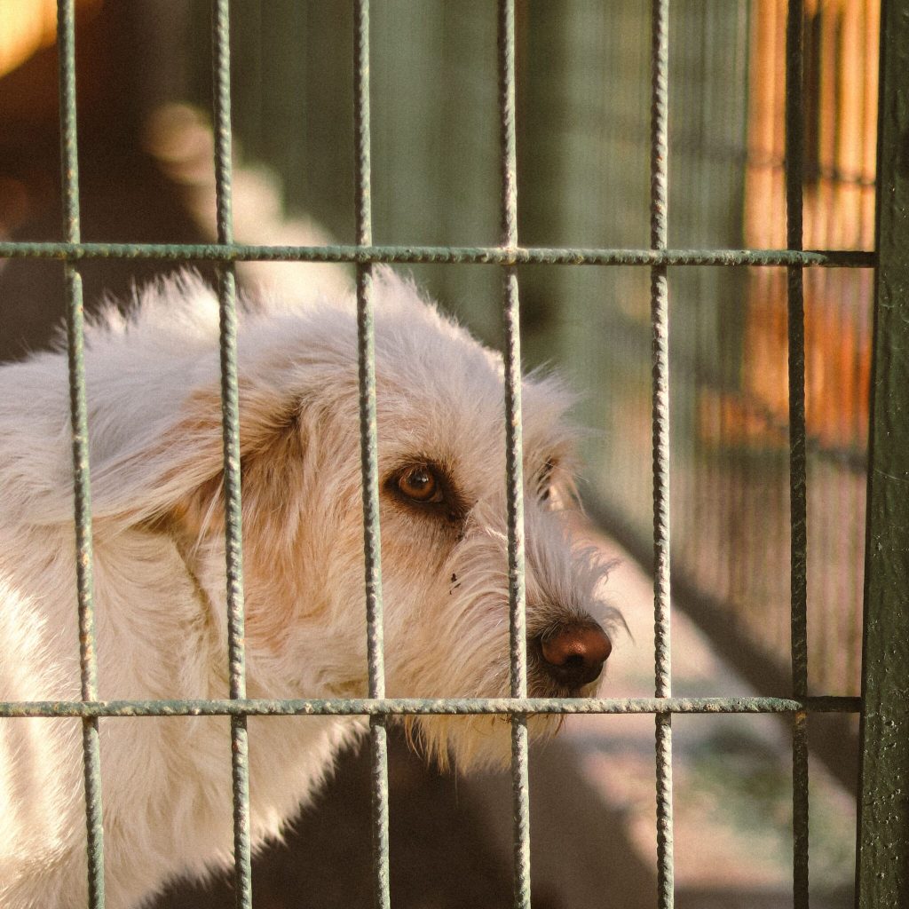 pexels-halilibrahimxq-586316034-26694216