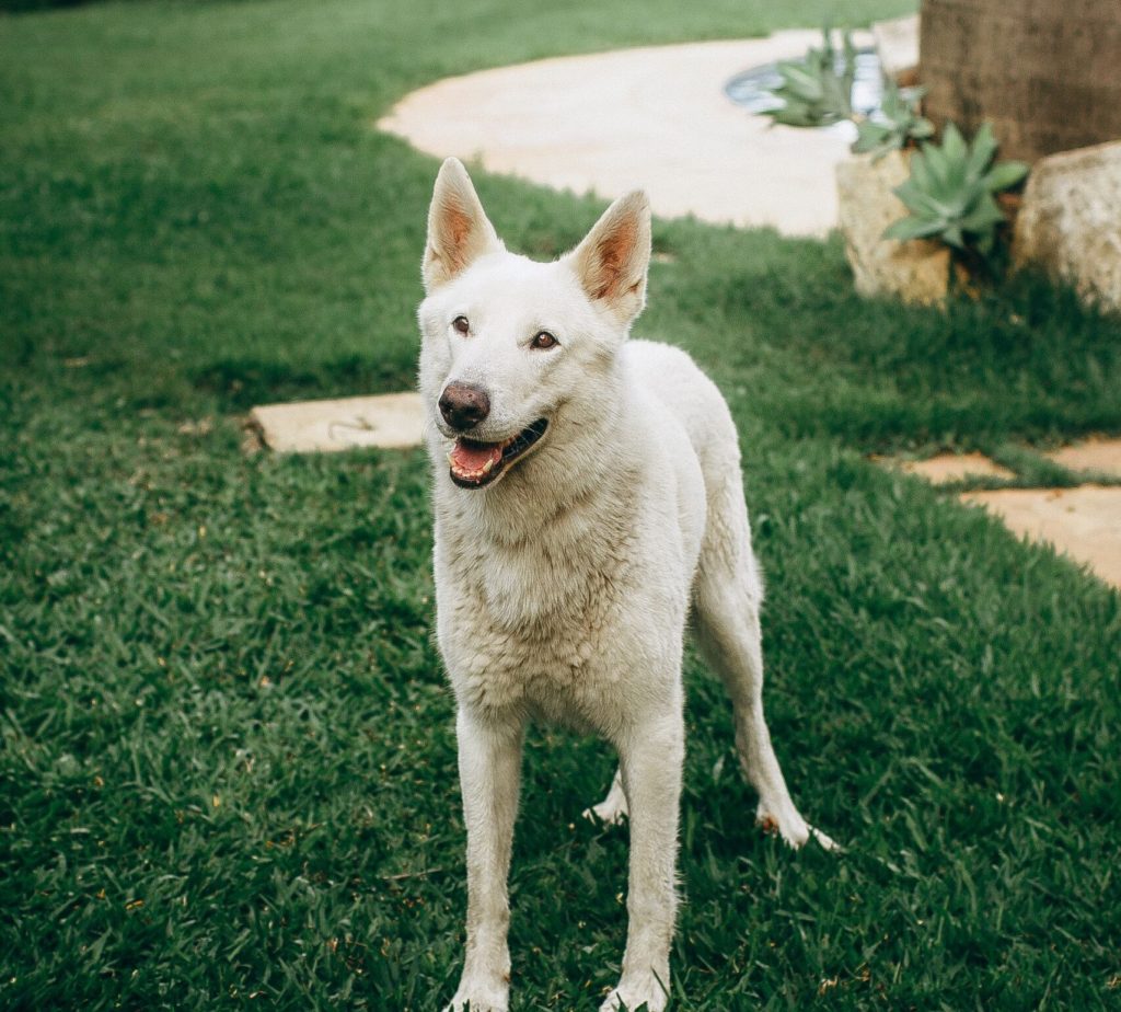 White dog safely contained by an underground dog fence in Michigan