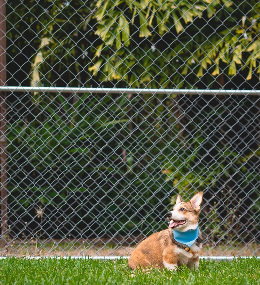 Dog resting near a fence boundary in Michigan