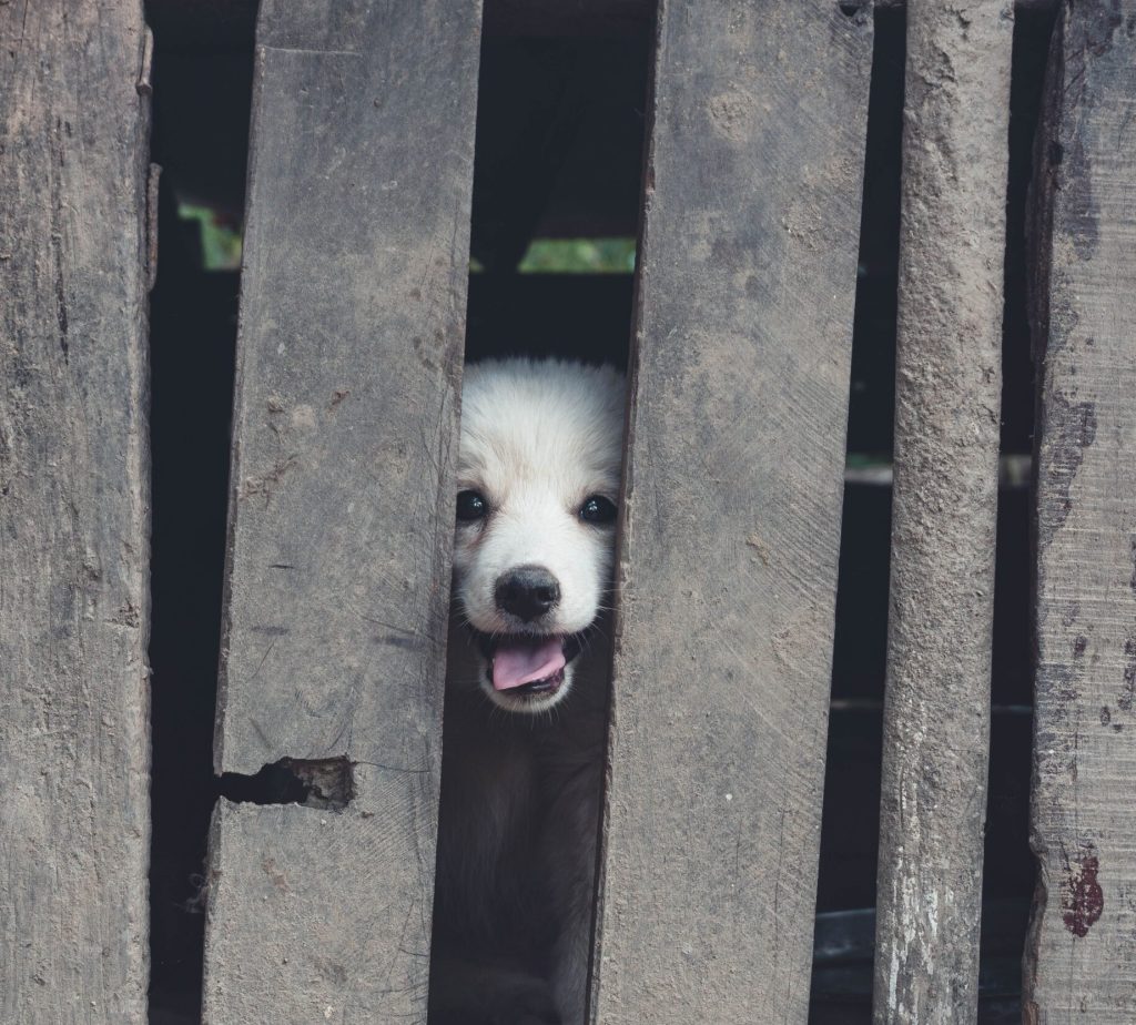 Dog looking through fence slats in a secure containment area West Bloomfield Yard