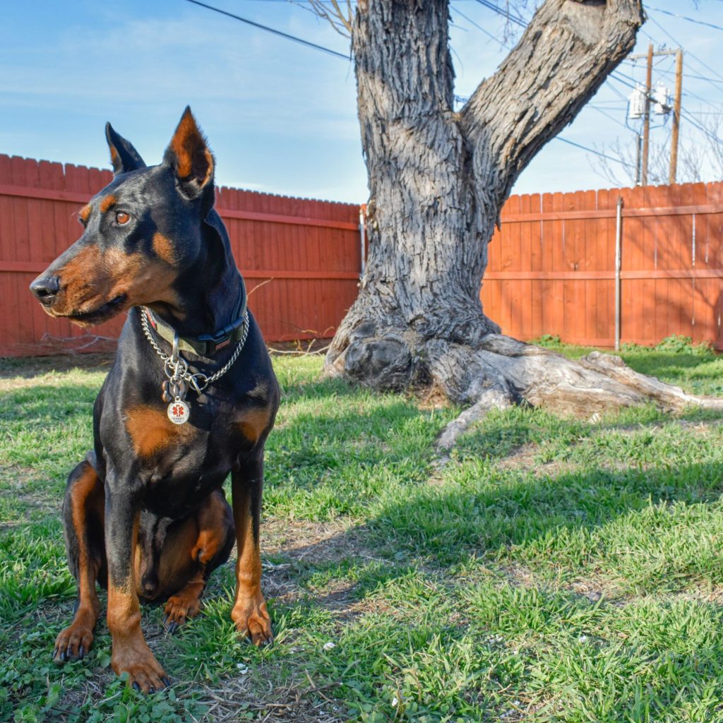 Guard dog sitting near a secure pet containment area