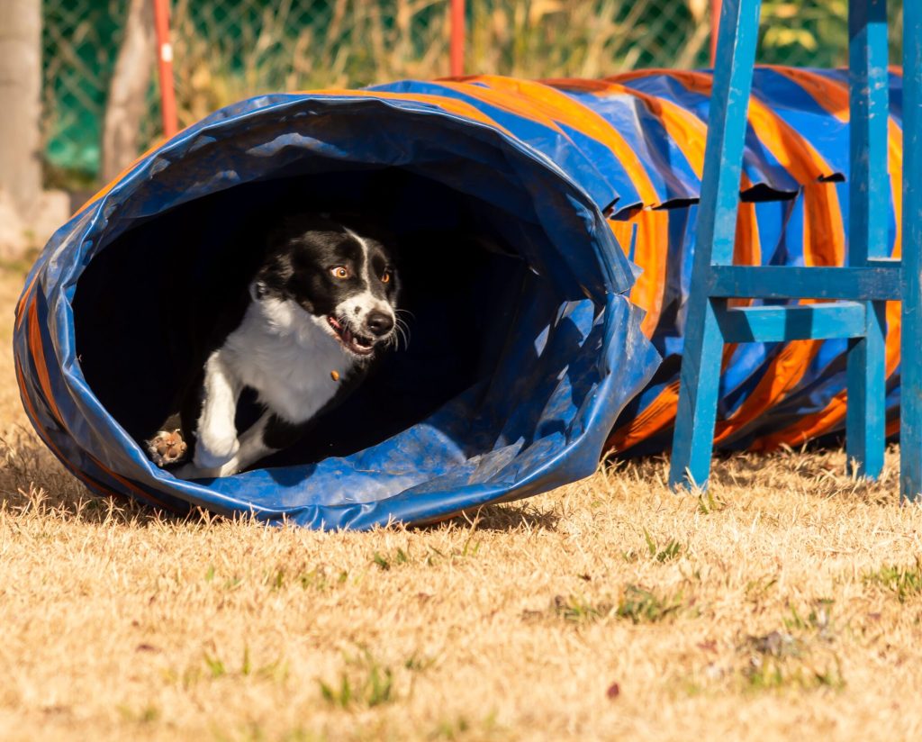 Dog completing agility training inside a containment area