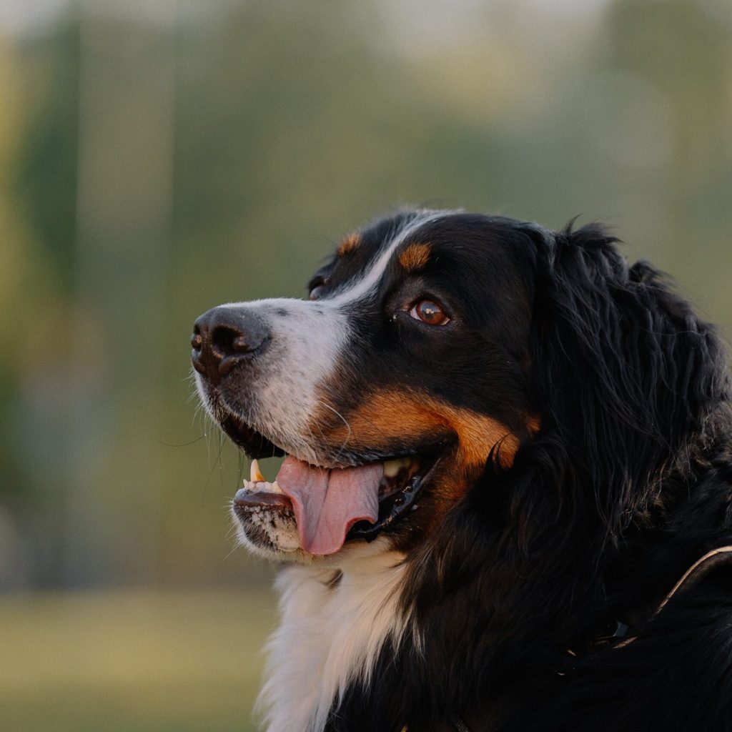 Black and tan dog enjoying a secure outdoor area