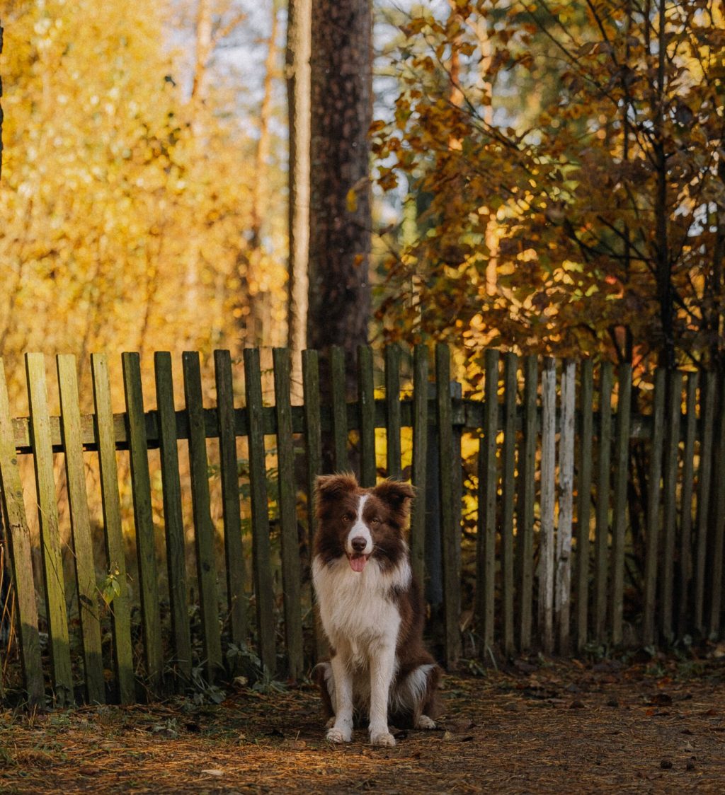 Dog sitting safely behind a fence near a residential property