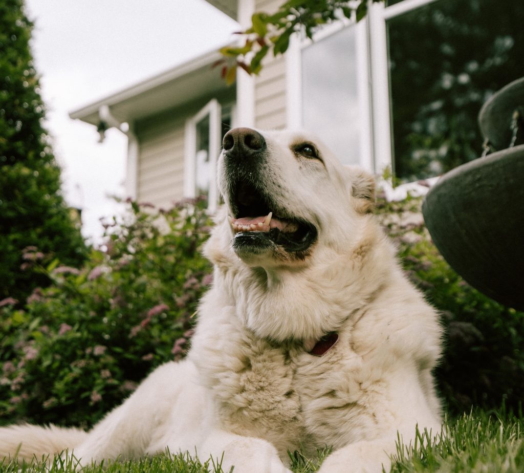 Dog relaxing outside a home with a hidden pet fence