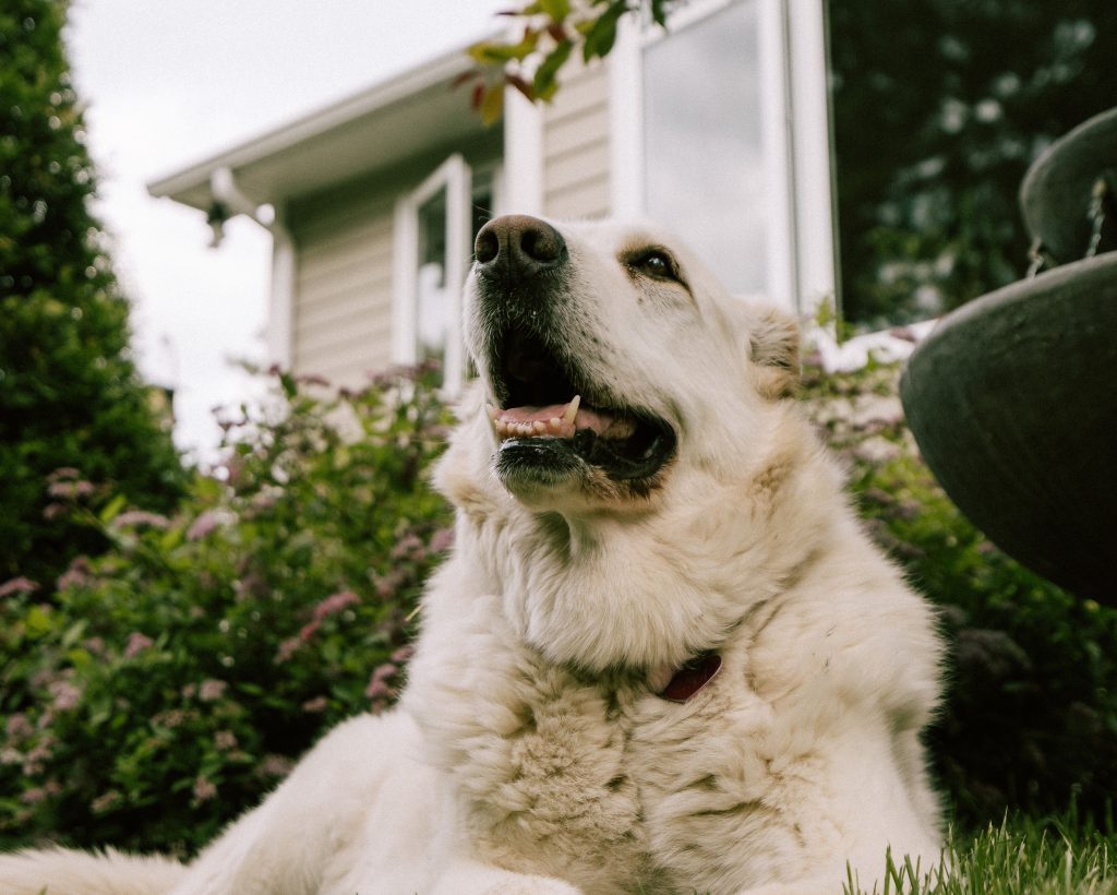 pexels-michaeldupuis-10559707
