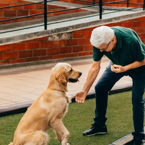 Pet Dog Training | Ann Arbor Pet Training