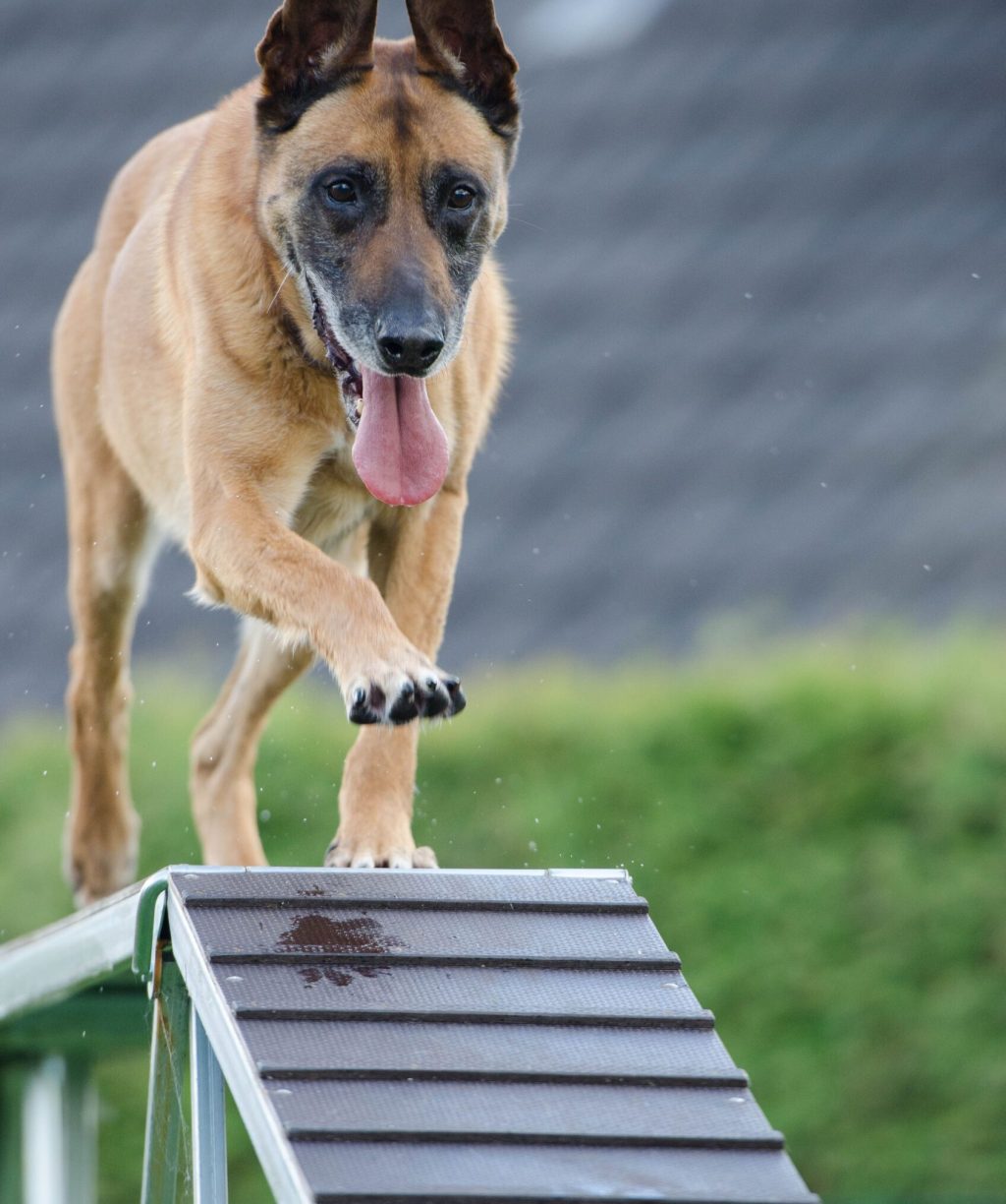 Dog standing on a platform during pet containment training