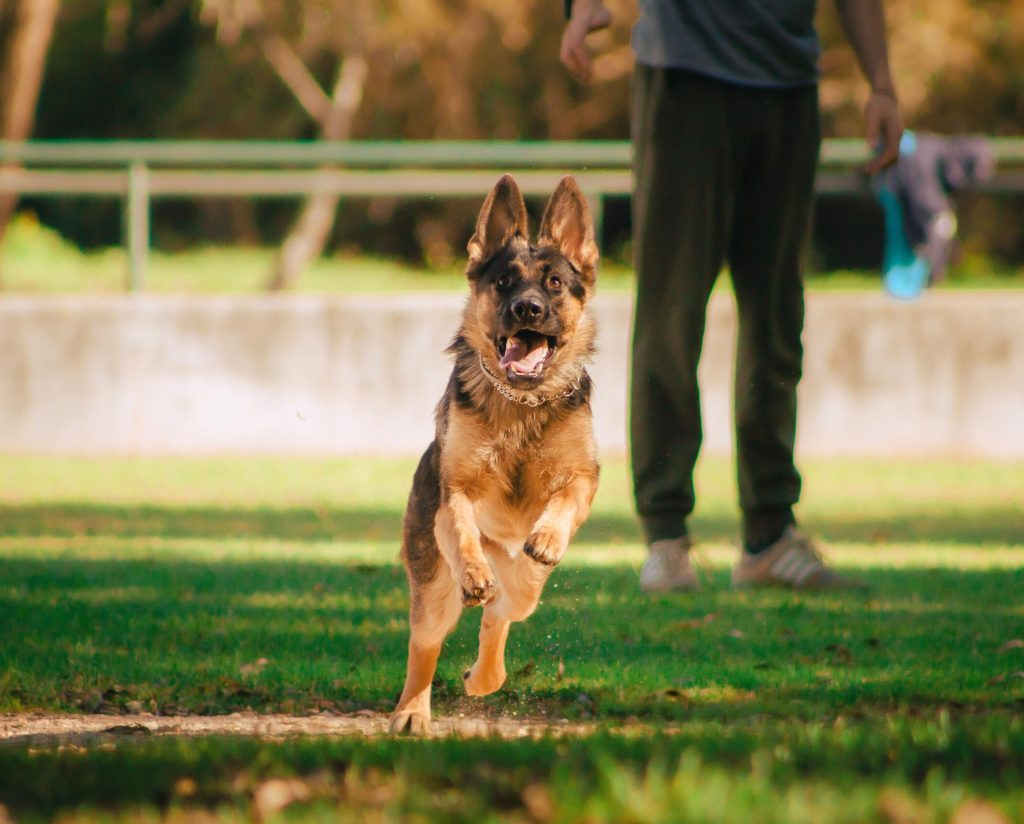 German Shepherd responding to pet fence training