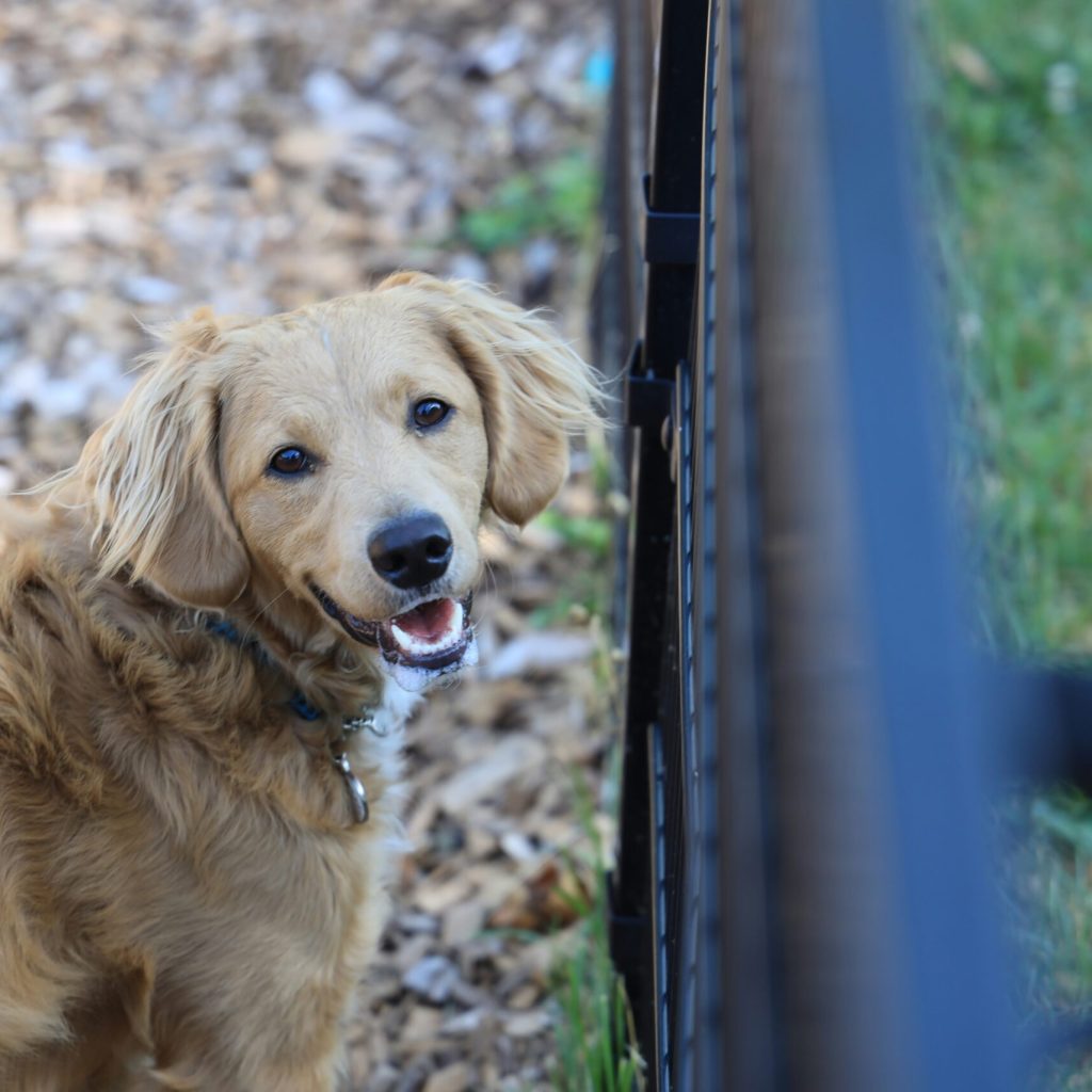 Why Homeowners Choose an Underground Dog Fence in Farmington Hills, MI
